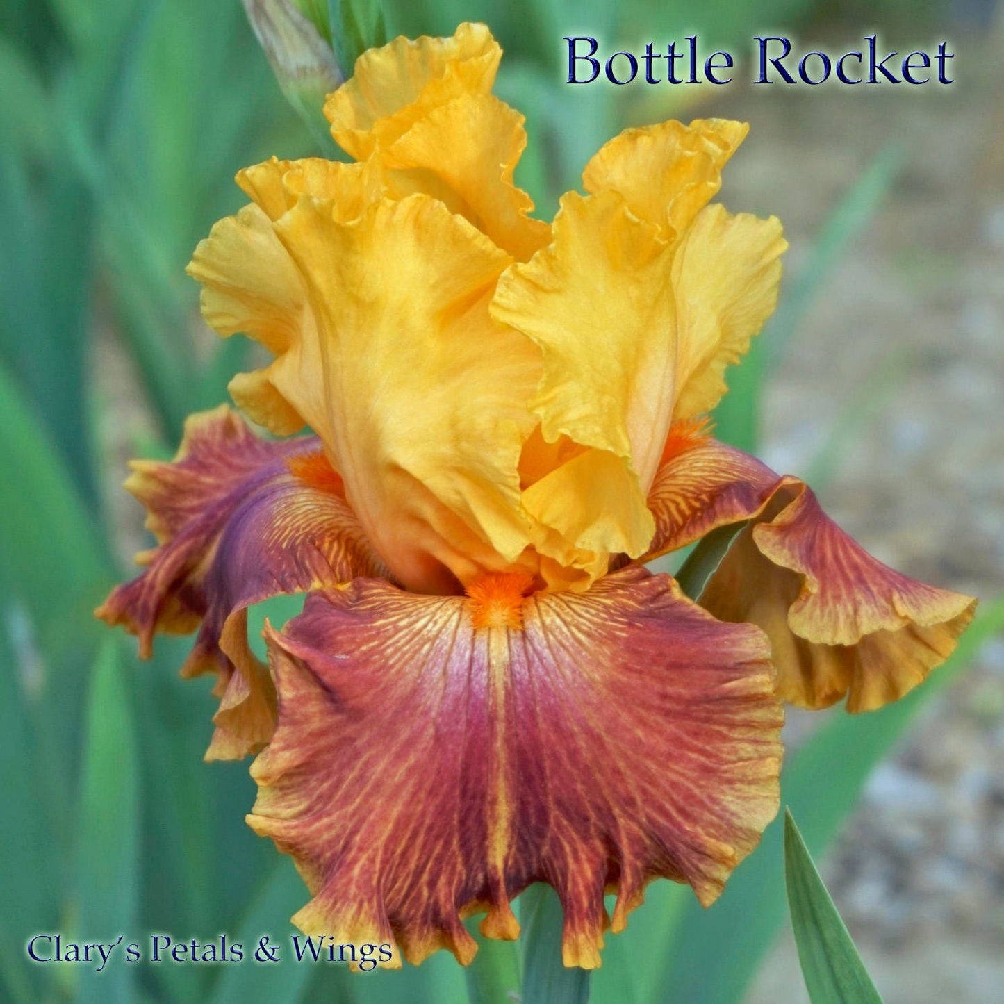 BOTTLE  ROCKET - 2010 - TB - Reblooming &Fragrant