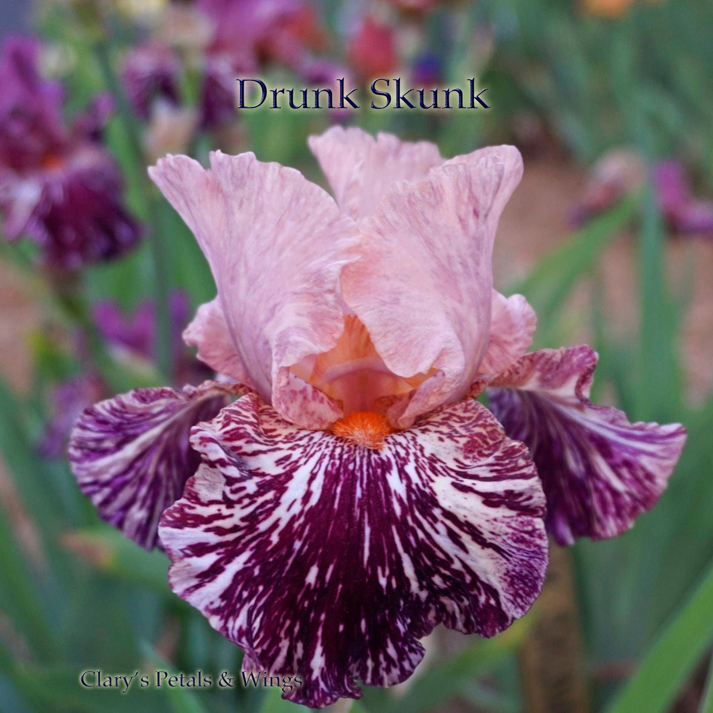 DRUNK SKUNK - 2012 - TB - Fragrant