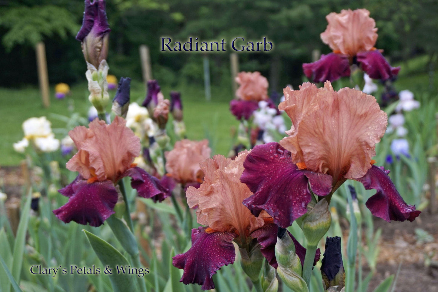 RADIANT GARB 2010 TB