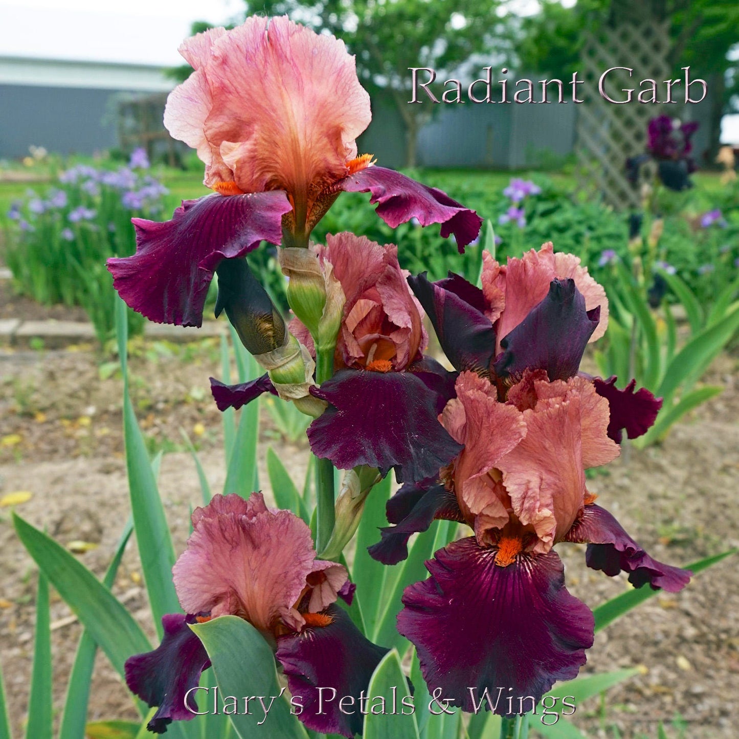 RADIANT GARB 2010 TB