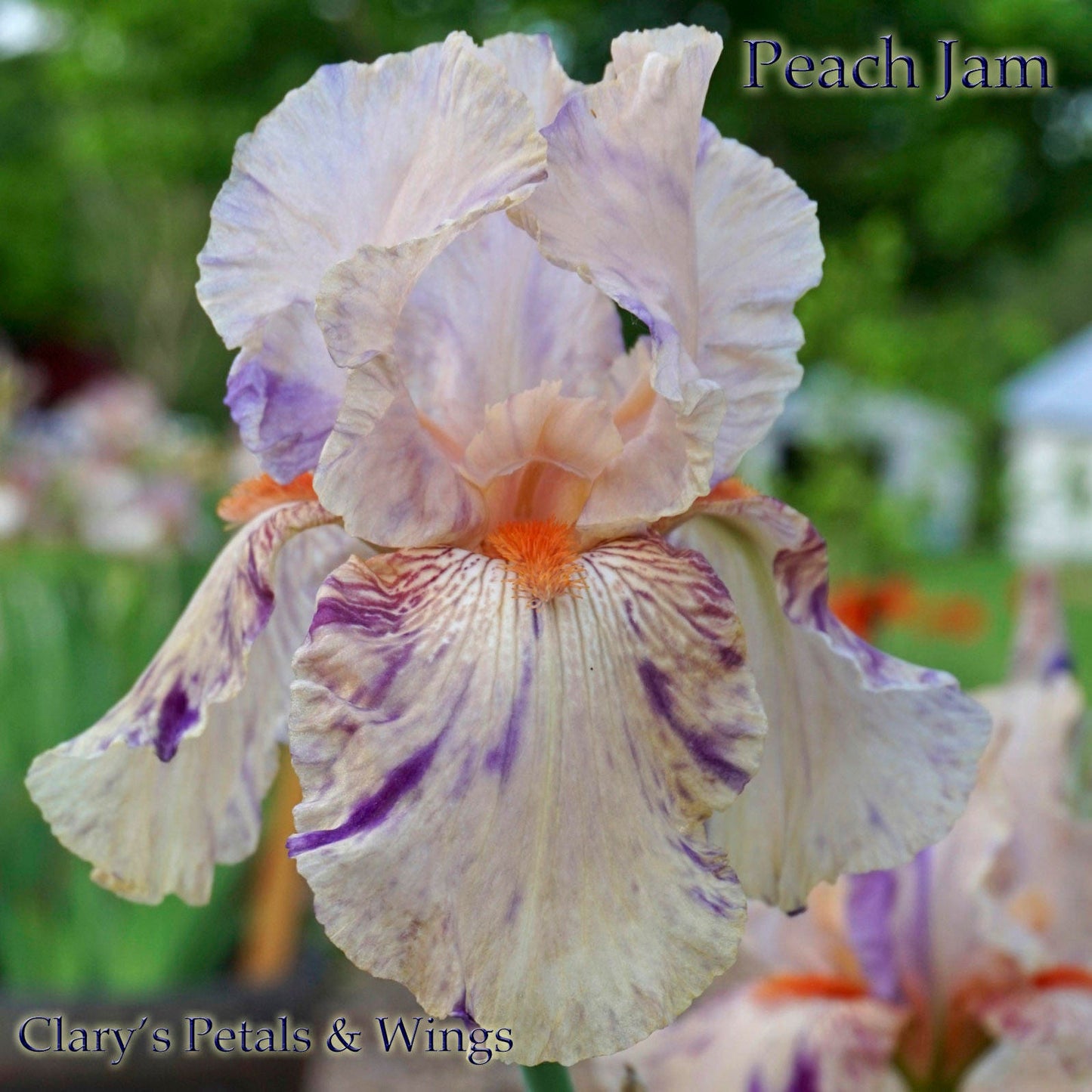 PEACH JAM 1989 TB - Reblooming