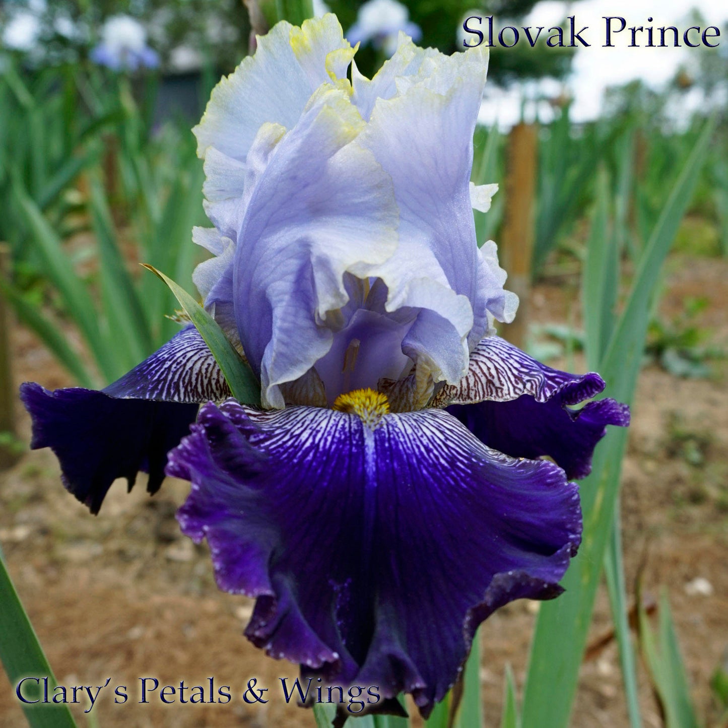 SLOVAK PRINCE - 2003 - TB - Fragrant