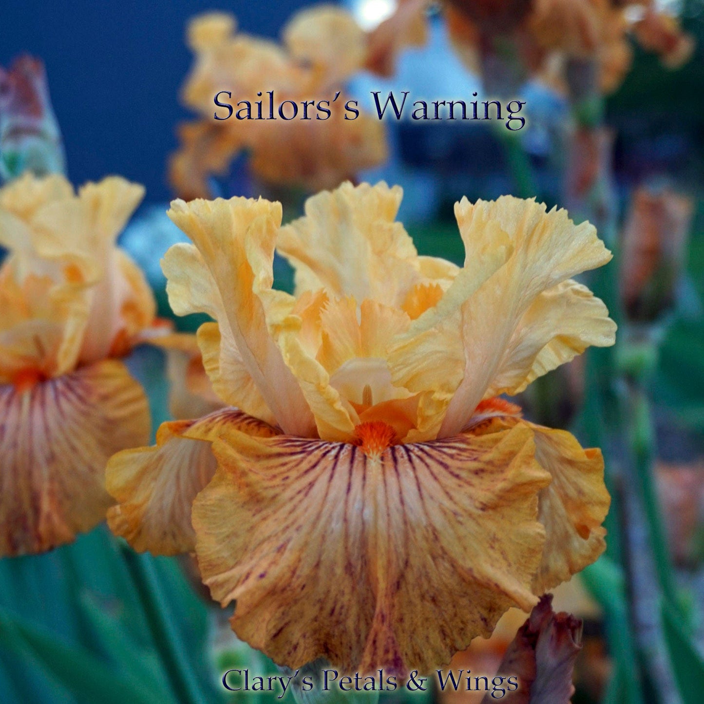 SAILOR'S WARNING - 2011 - TB - Fragrant