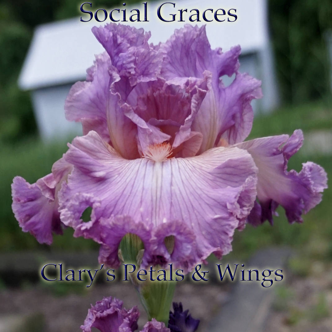 SOCIAL GRACES - 2000 - TB - Fragrant