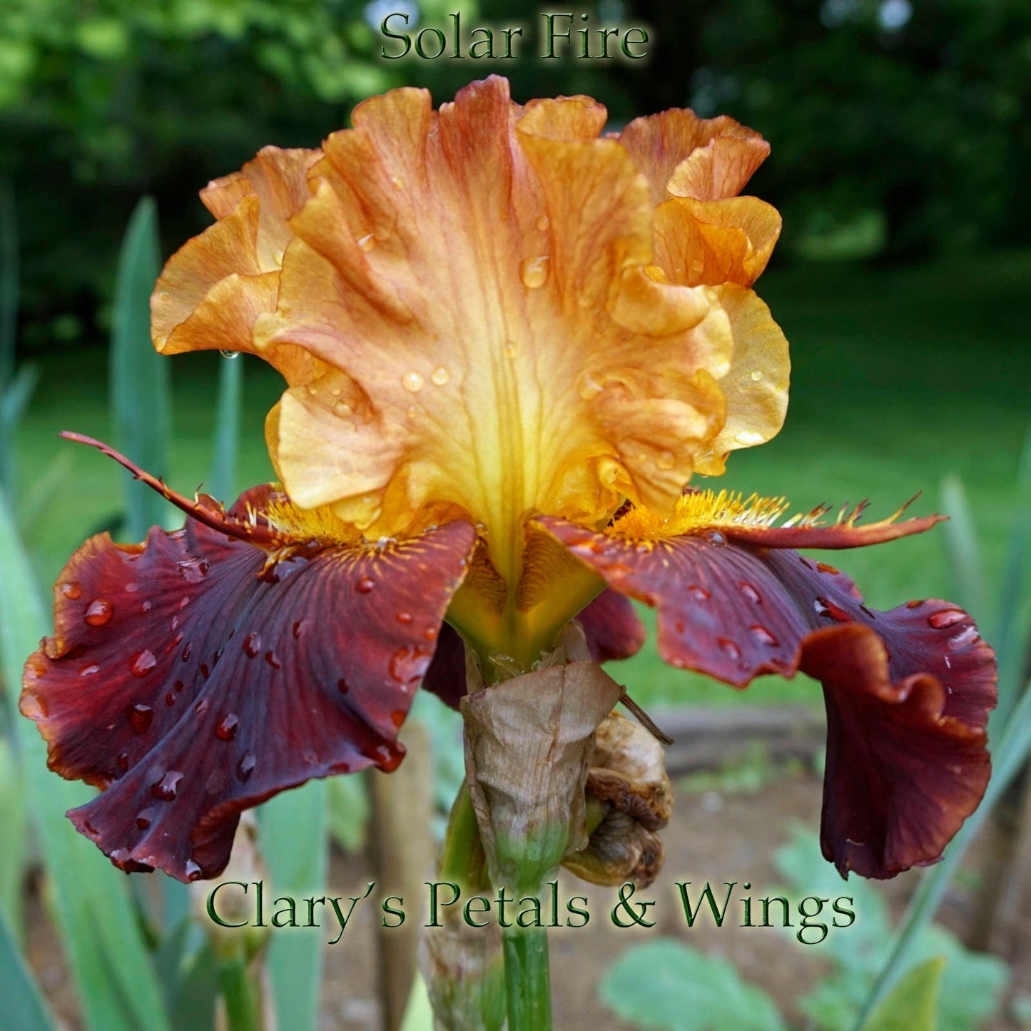 SOLAR FIRE - 2003 - TB- Fragrant