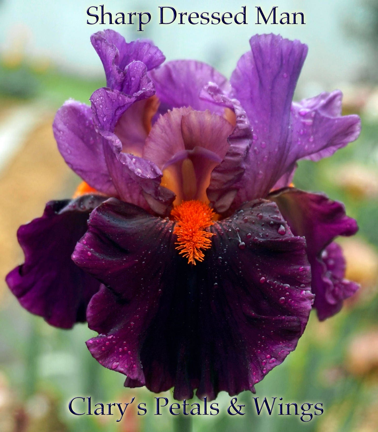 SHARP DRESSED MAN - 2010 - TB - Fragrant