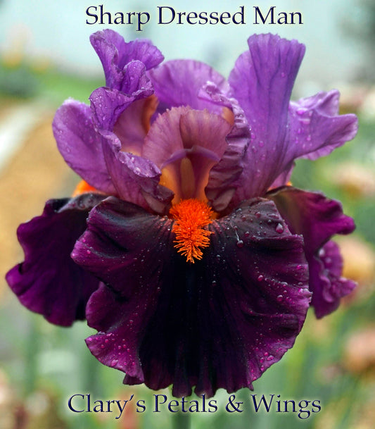 SHARP DRESSED MAN - 2010 - TB - Fragrant