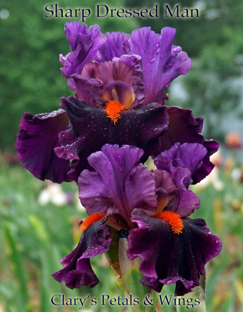 SHARP DRESSED MAN - 2010 - TB - Fragrant