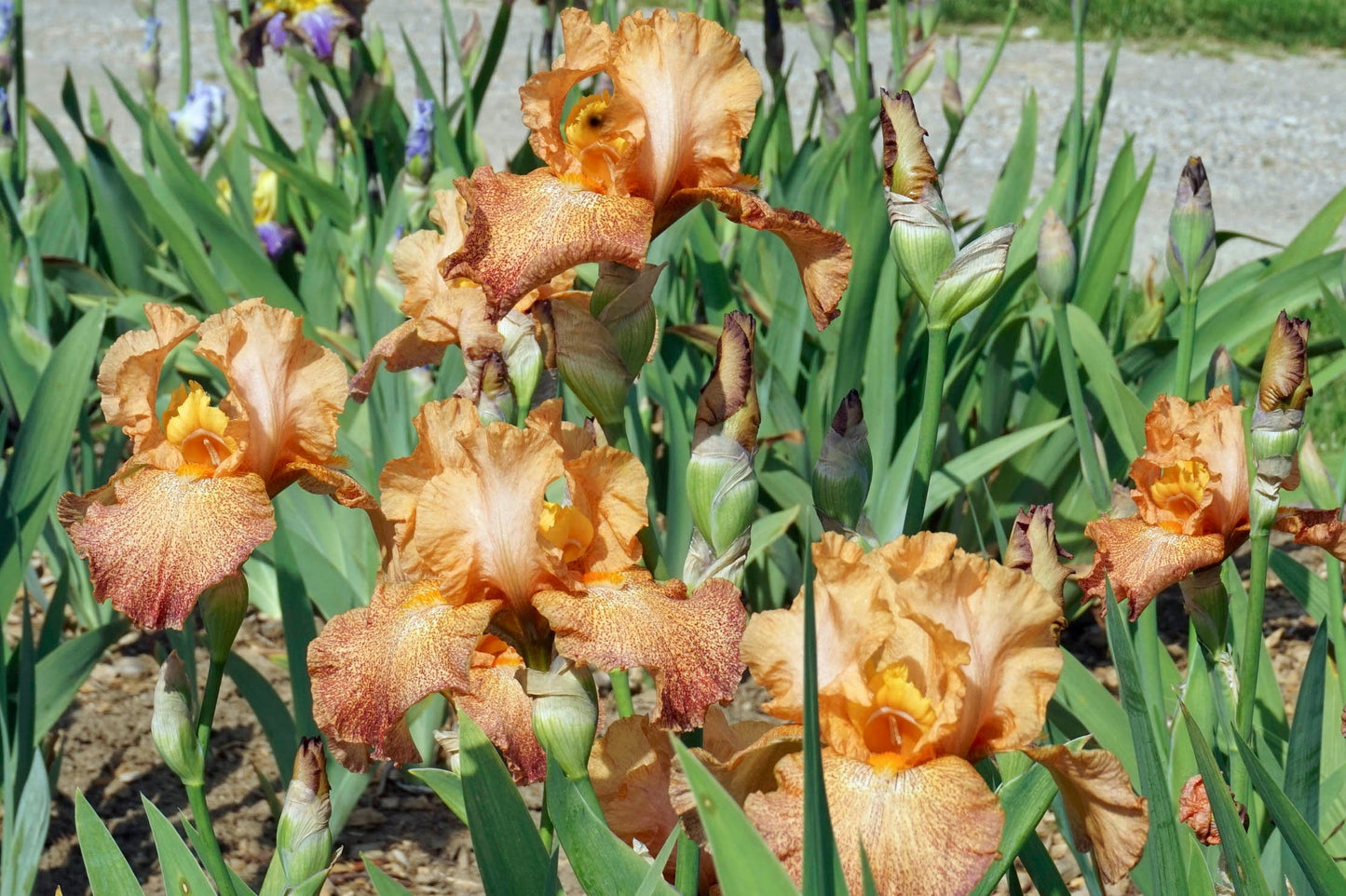 TAZANIAN TANGERINE - 1995 - TB