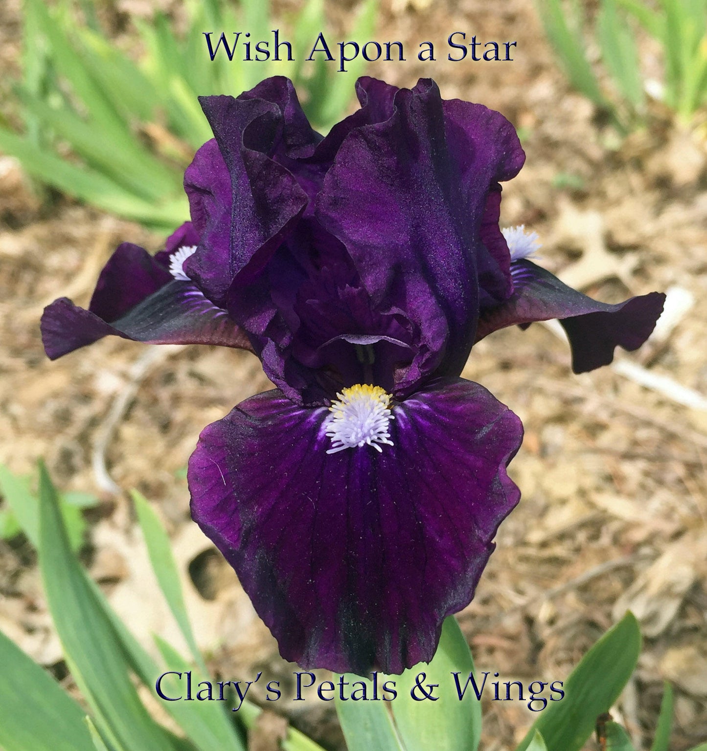 WISH UPON A STAR - 2006 - SDB - Fragrant