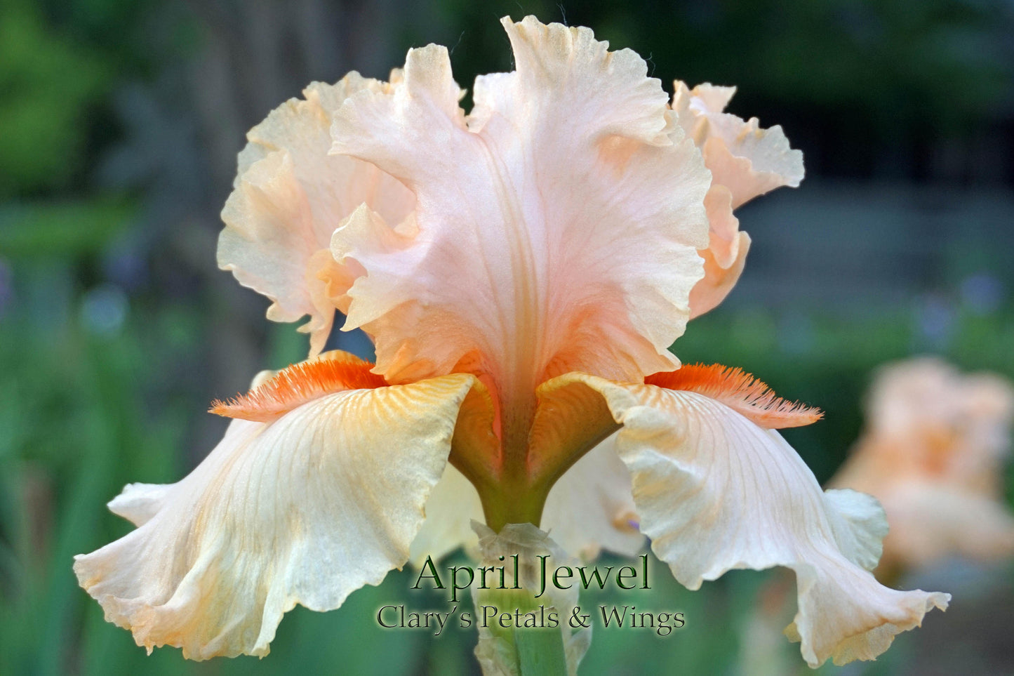 APRIL JEWEL - 2000 - TB - Fragrant