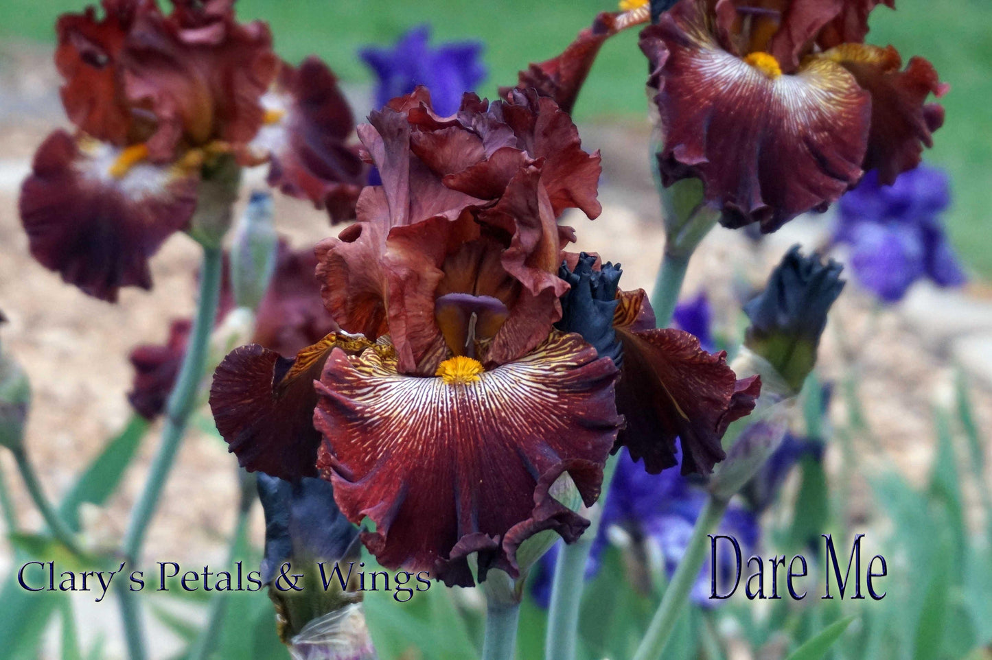 DARE ME-2013 - TB - Fragrant