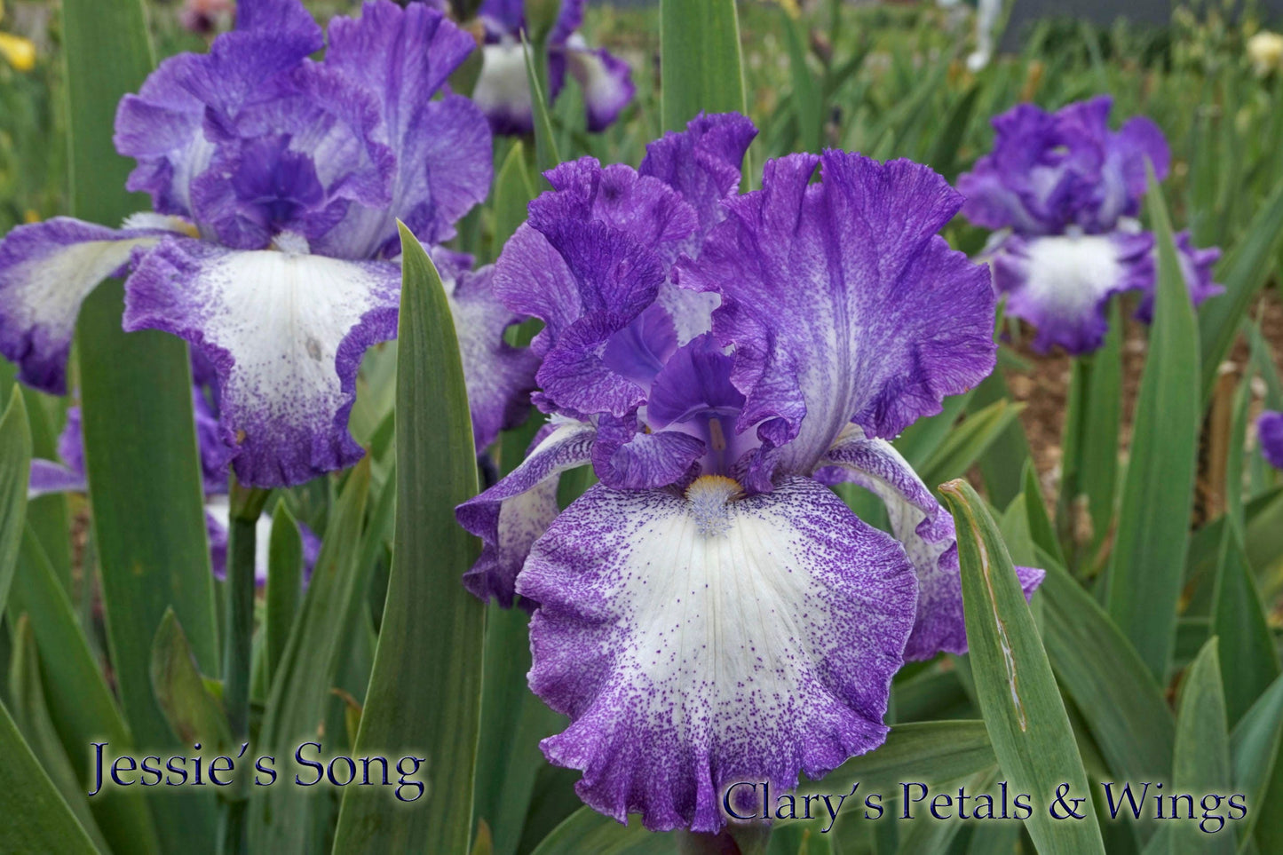 JESSE’S SONG -1983 TB- Reblooming