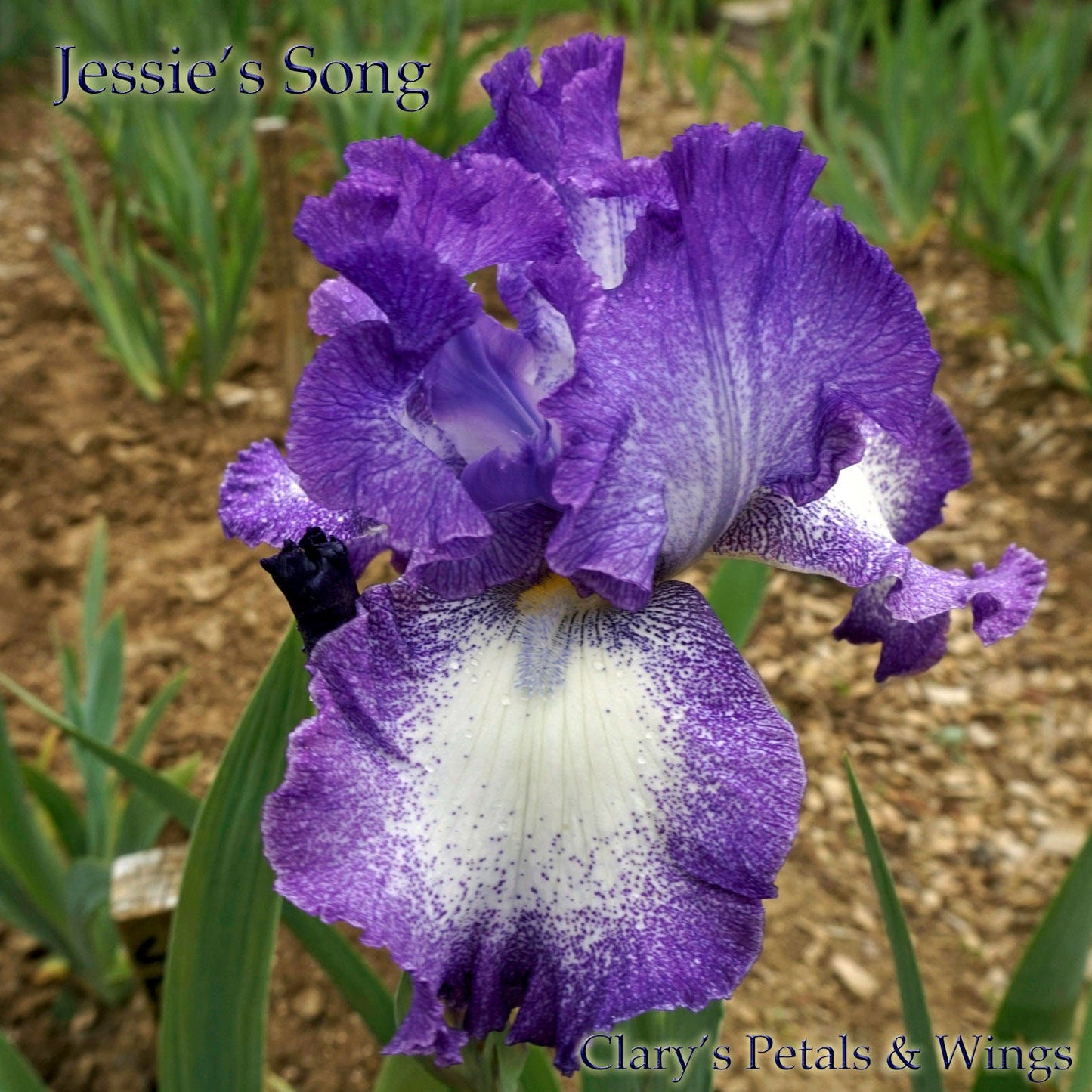 JESSE’S SONG -1983 TB- Reblooming