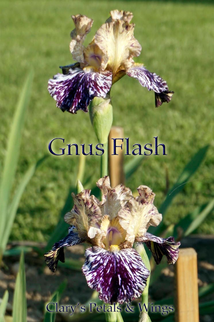 GNUS FLASH-1996