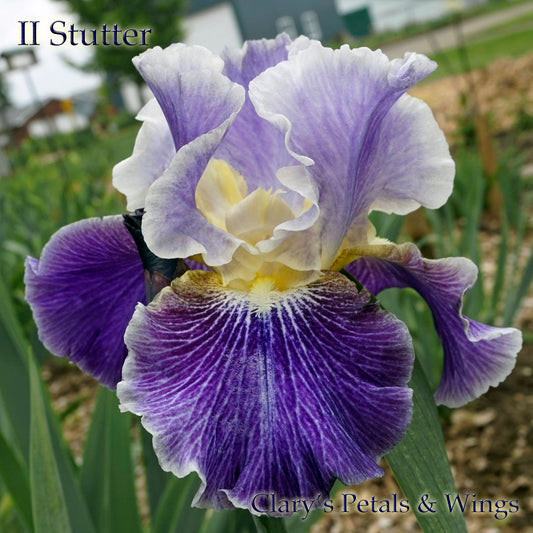 II STUTTER-2012 TB-Reblooming & Fragrant