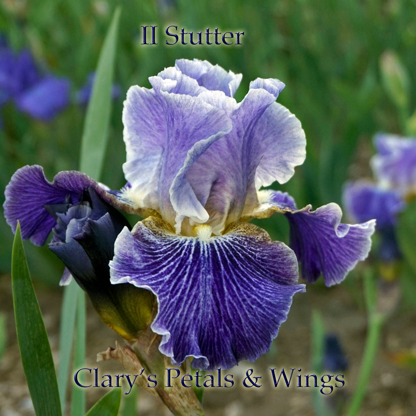 II STUTTER-2012 TB-Reblooming & Fragrant