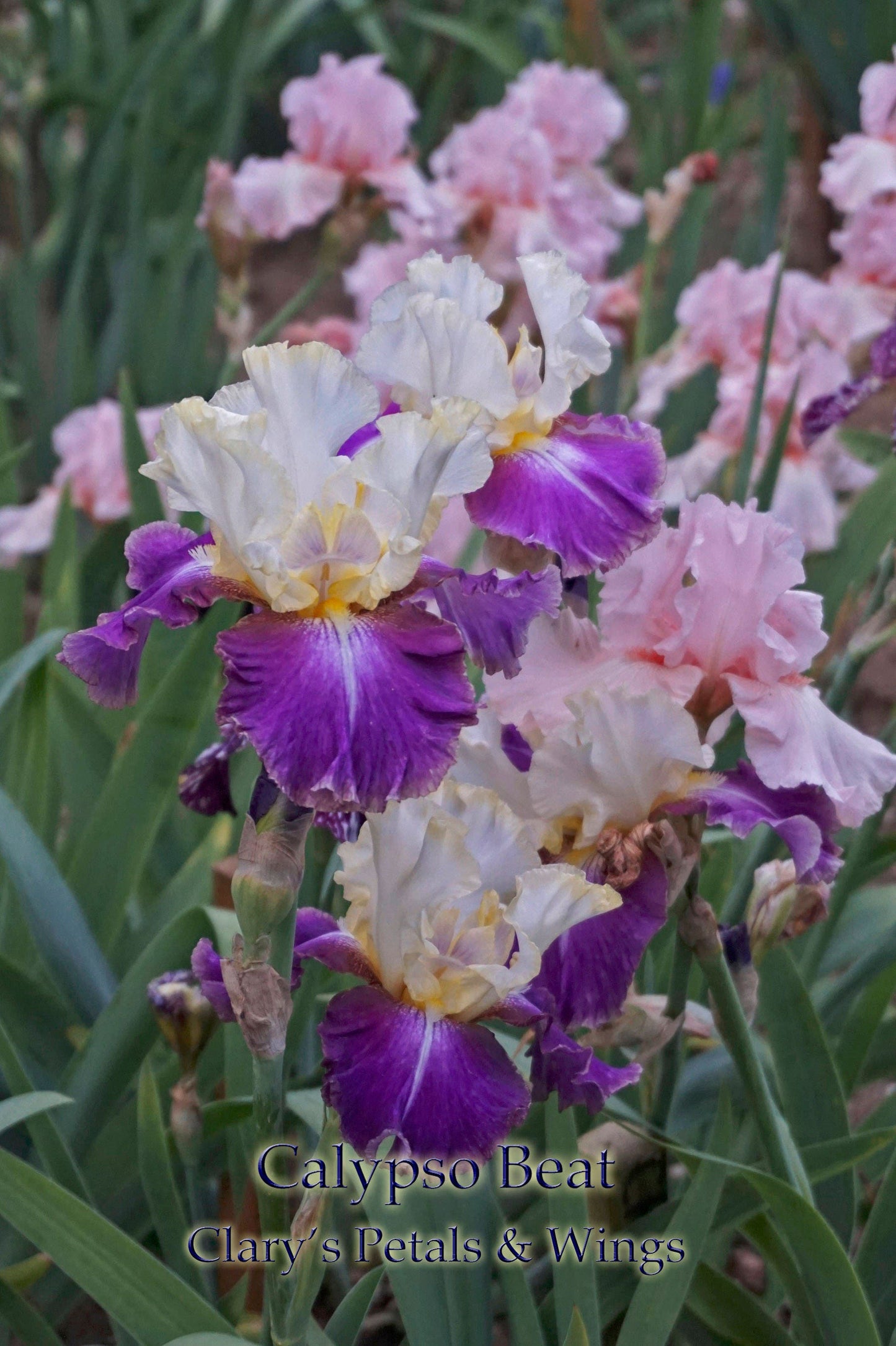 CALYPSO BEAT - 2002 - TB