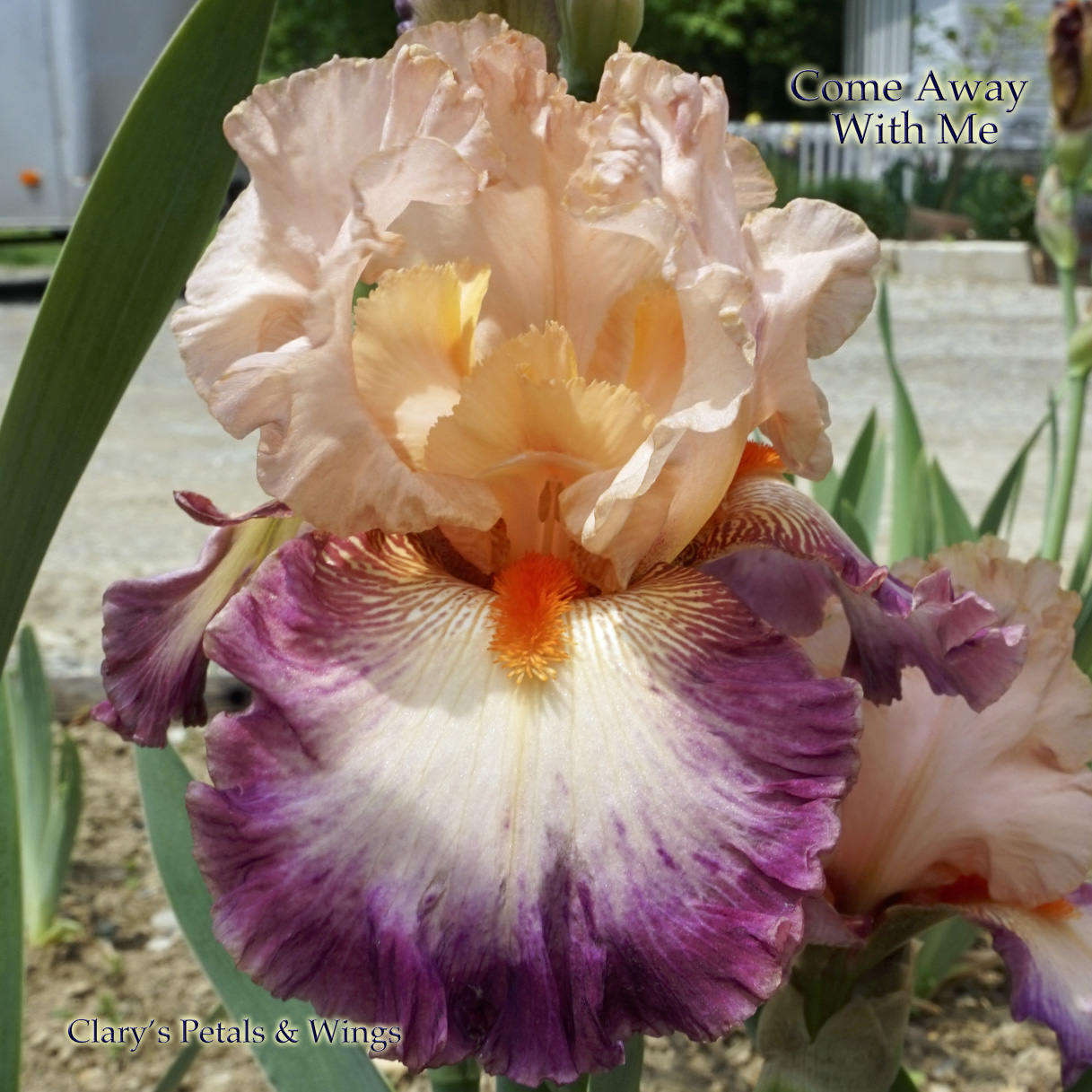 COME AWAY WITH ME - 2008 - TB