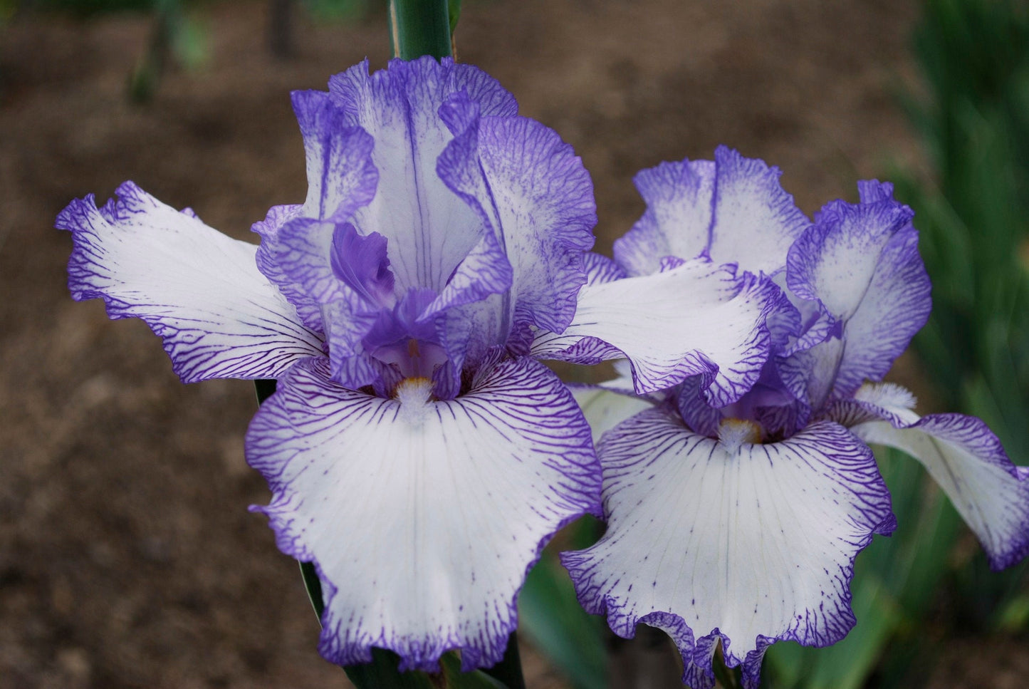 AUTUMN CIRCUS- 1990 - TB - Reblooming