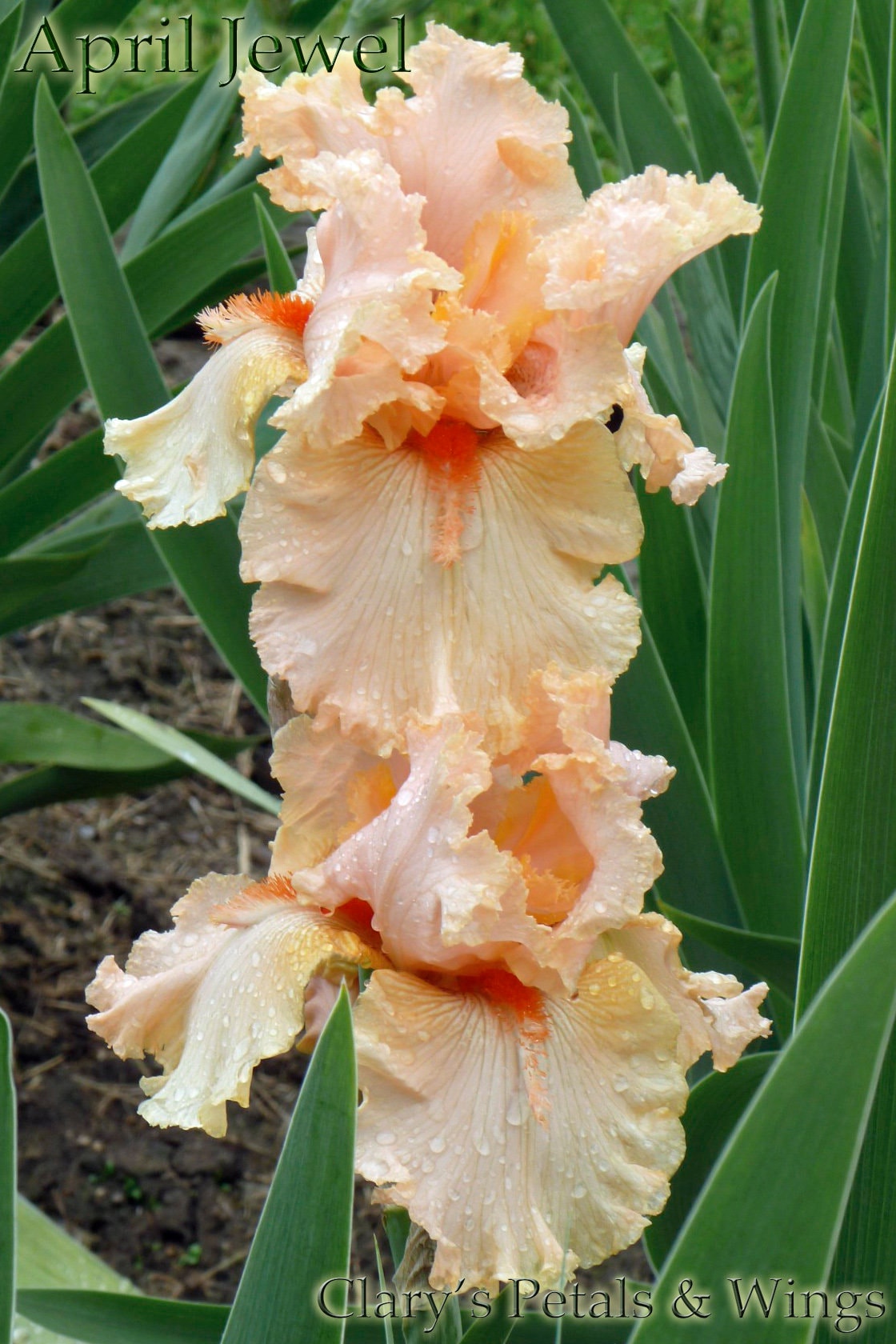 APRIL JEWEL - 2000 - TB - Fragrant