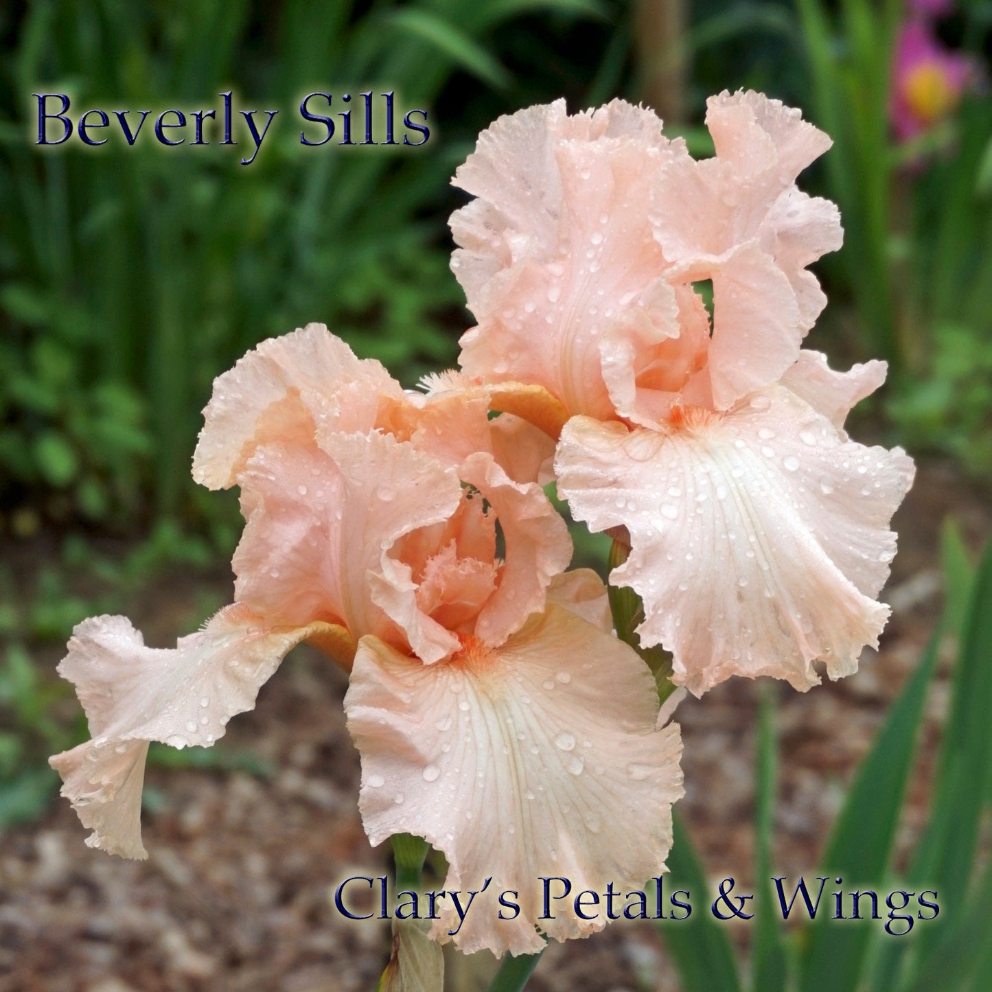 BEVERLY SILLS - 1978 - Reblooming
