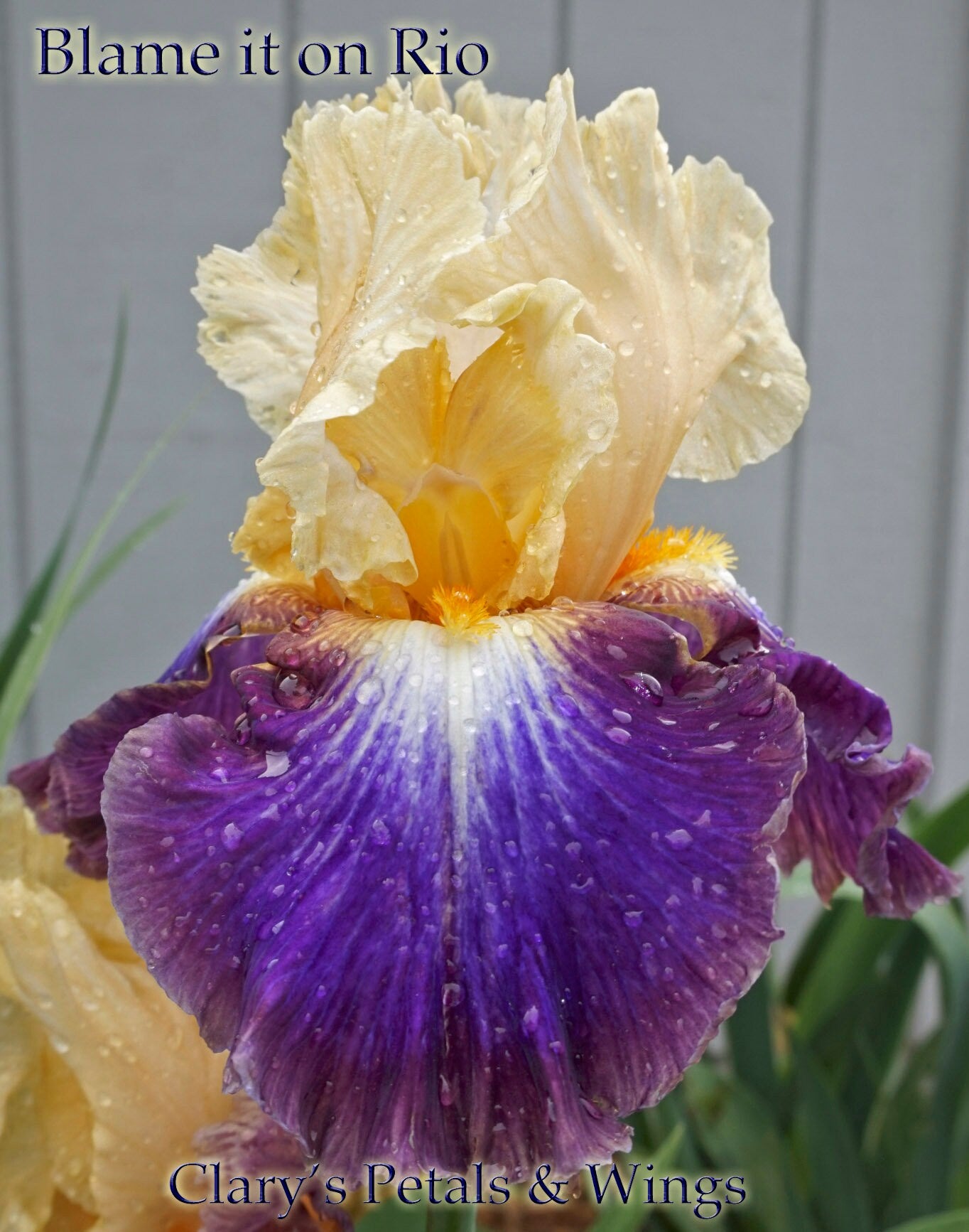 BLAME IT ON RIO - 2016 - TB