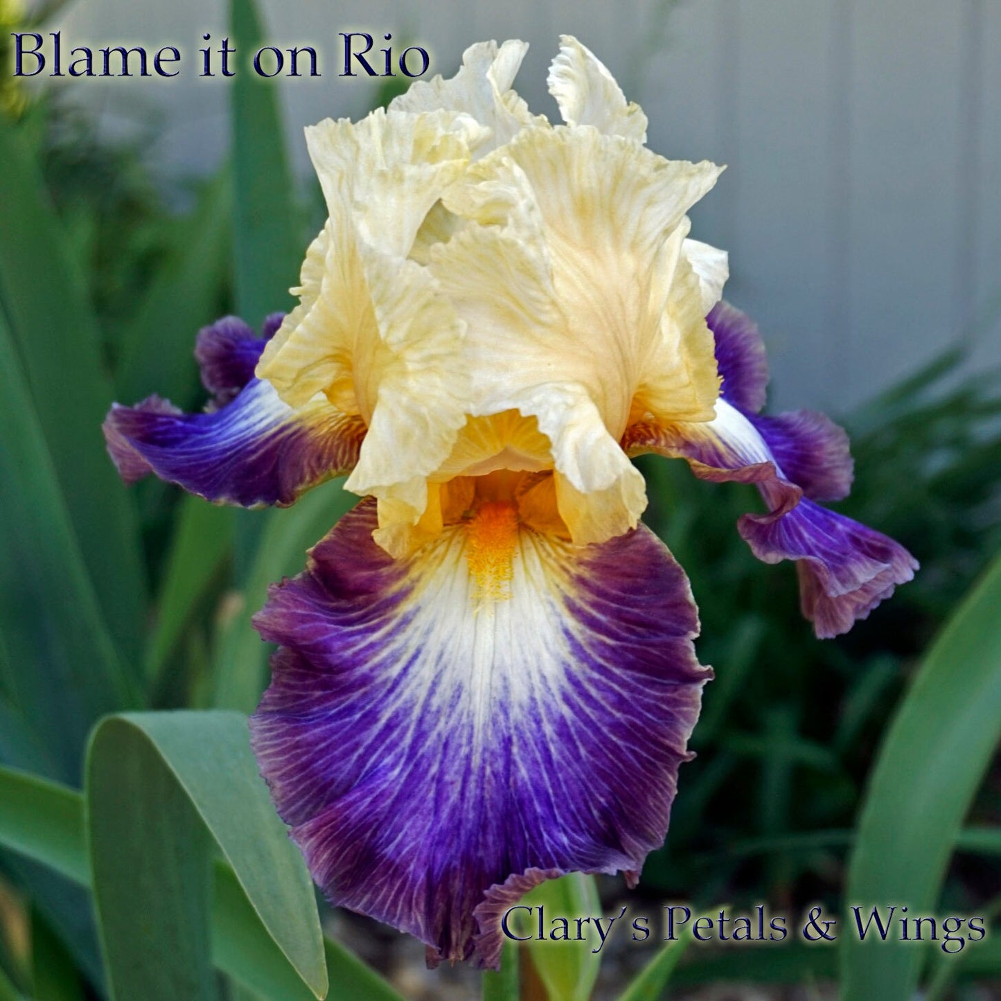 BLAME IT ON RIO - 2016 - TB