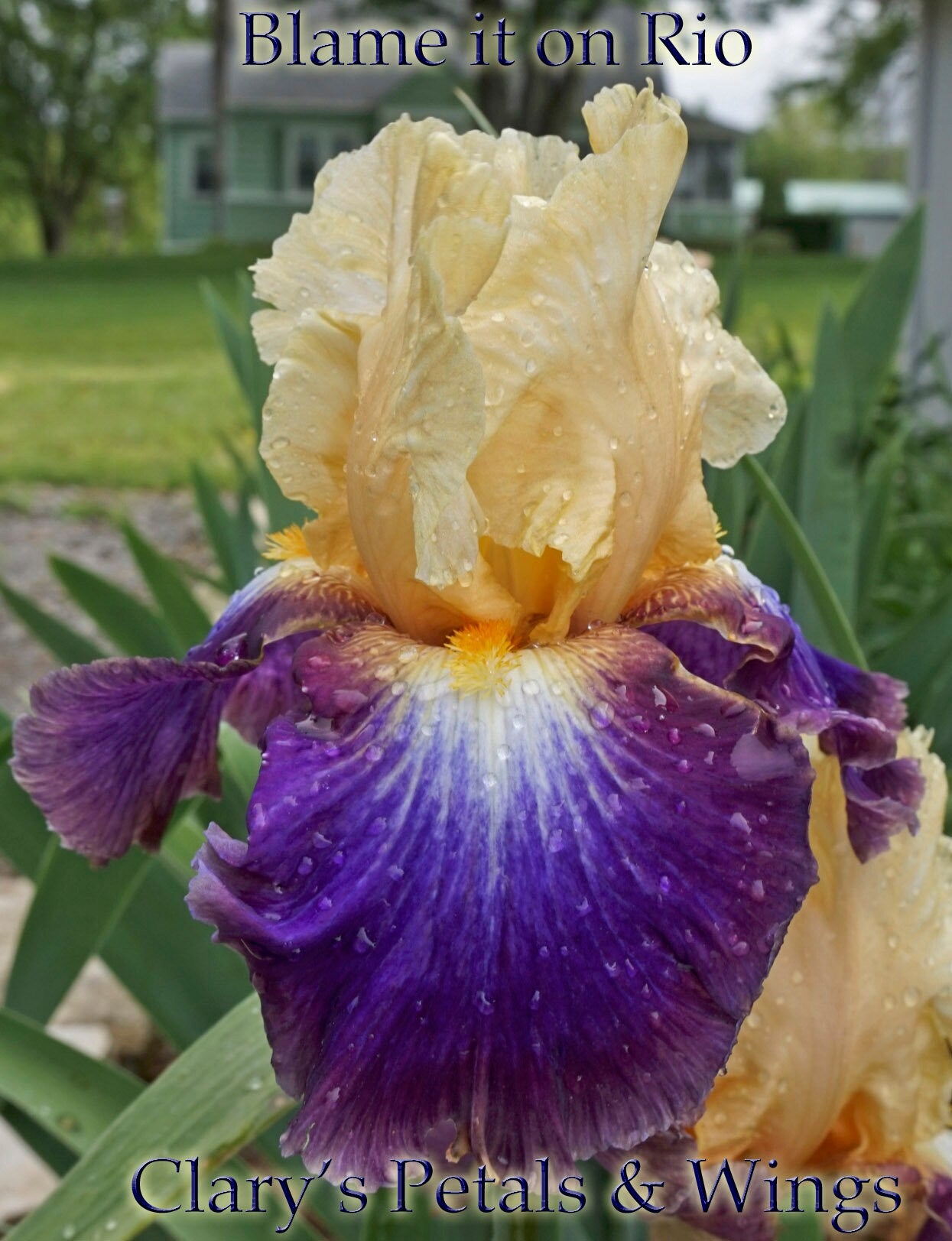 BLAME IT ON RIO - 2016 - TB