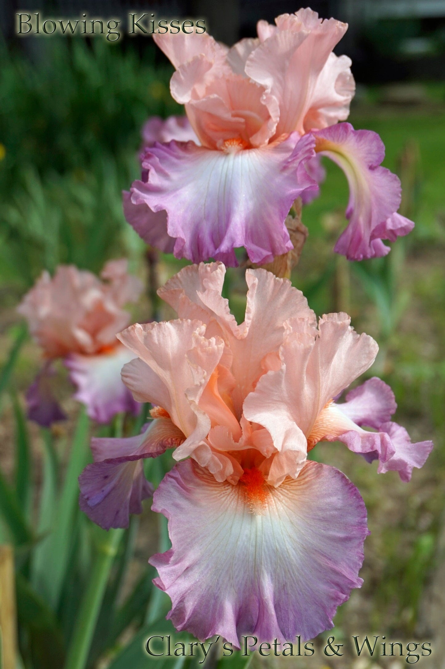 BLOWING KISSES - 2007 - TB