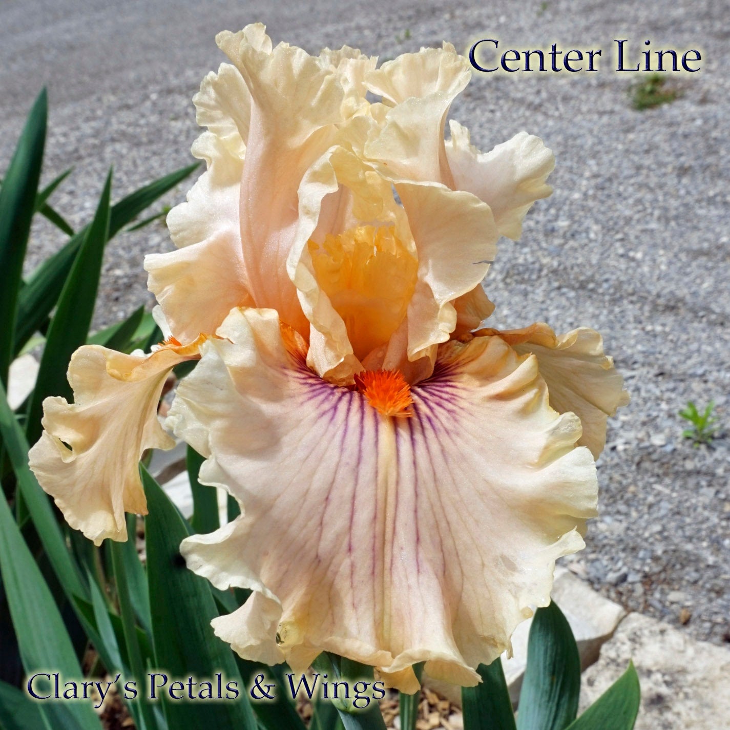 CENTER LINE - 2011 - TB - Fragrant
