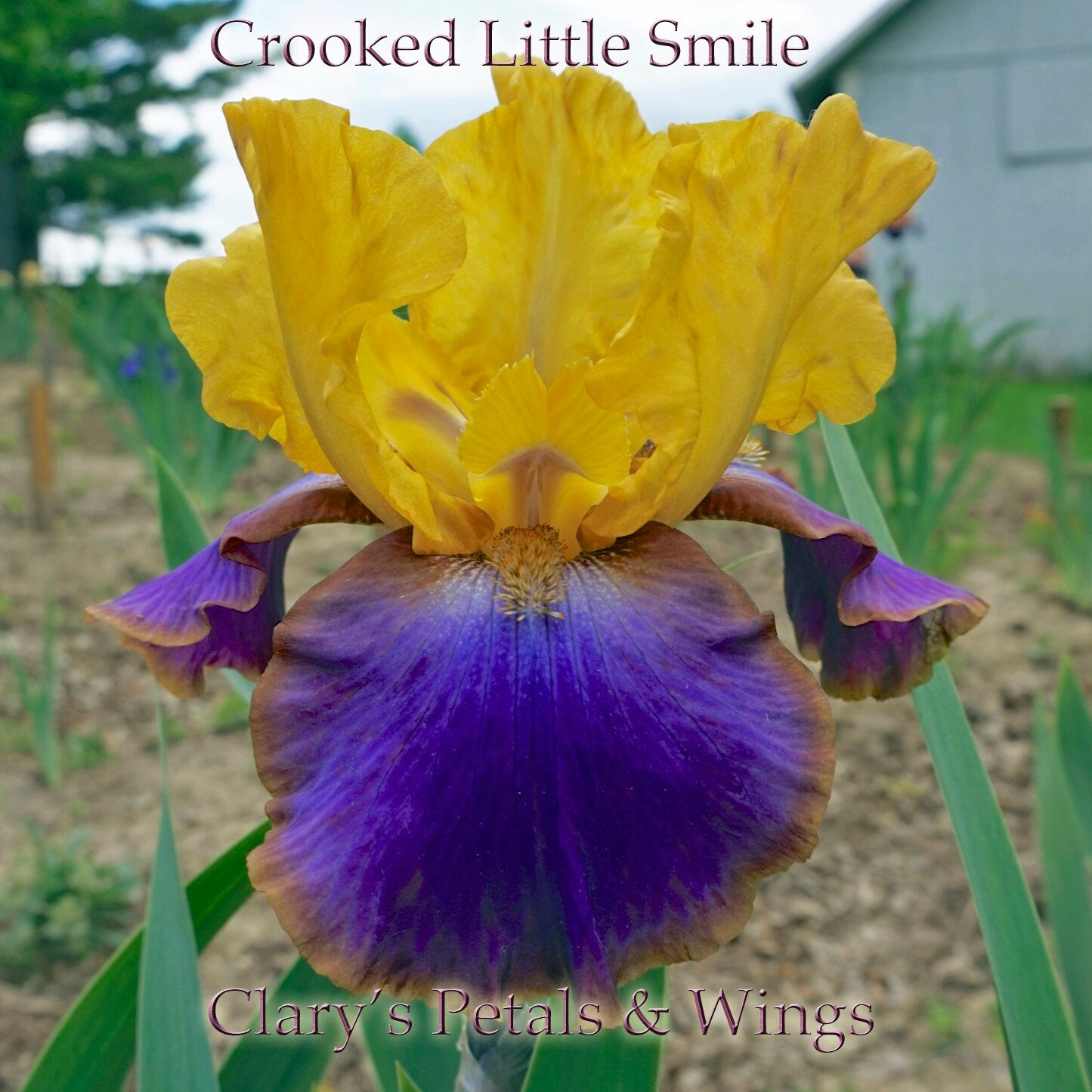 CROOKED LITTLE SMILE - 2008 - TB