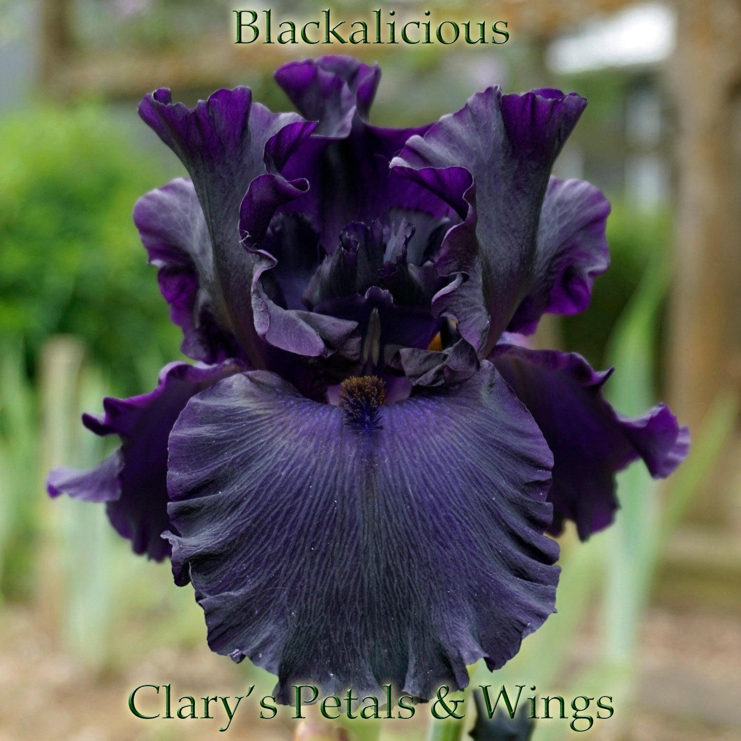 BLACKALICIOUS - 2006 - TB