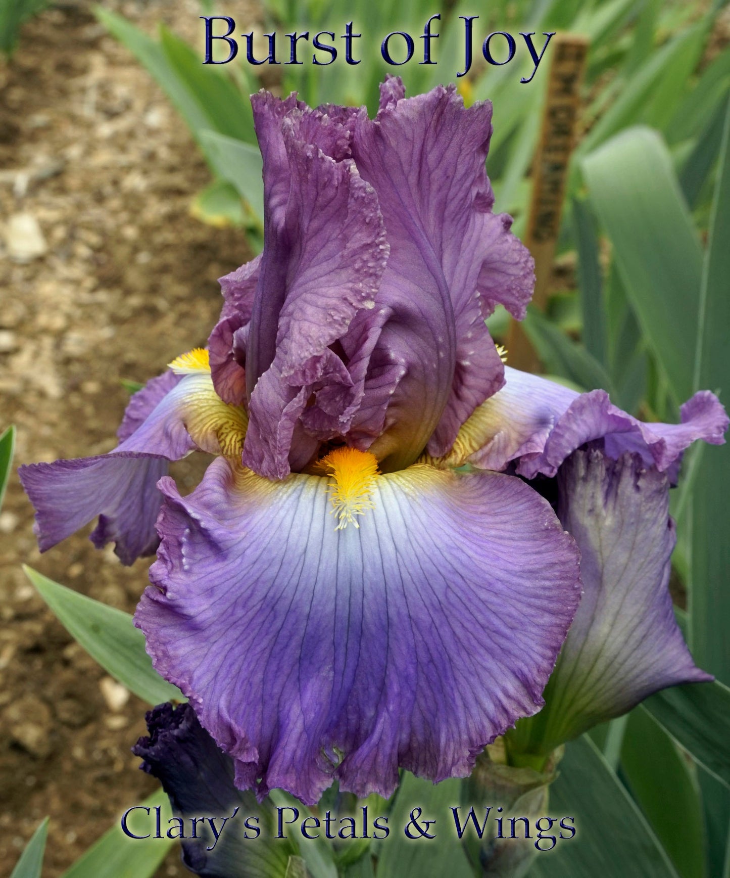 BURST OF JOY - 2010 - TB