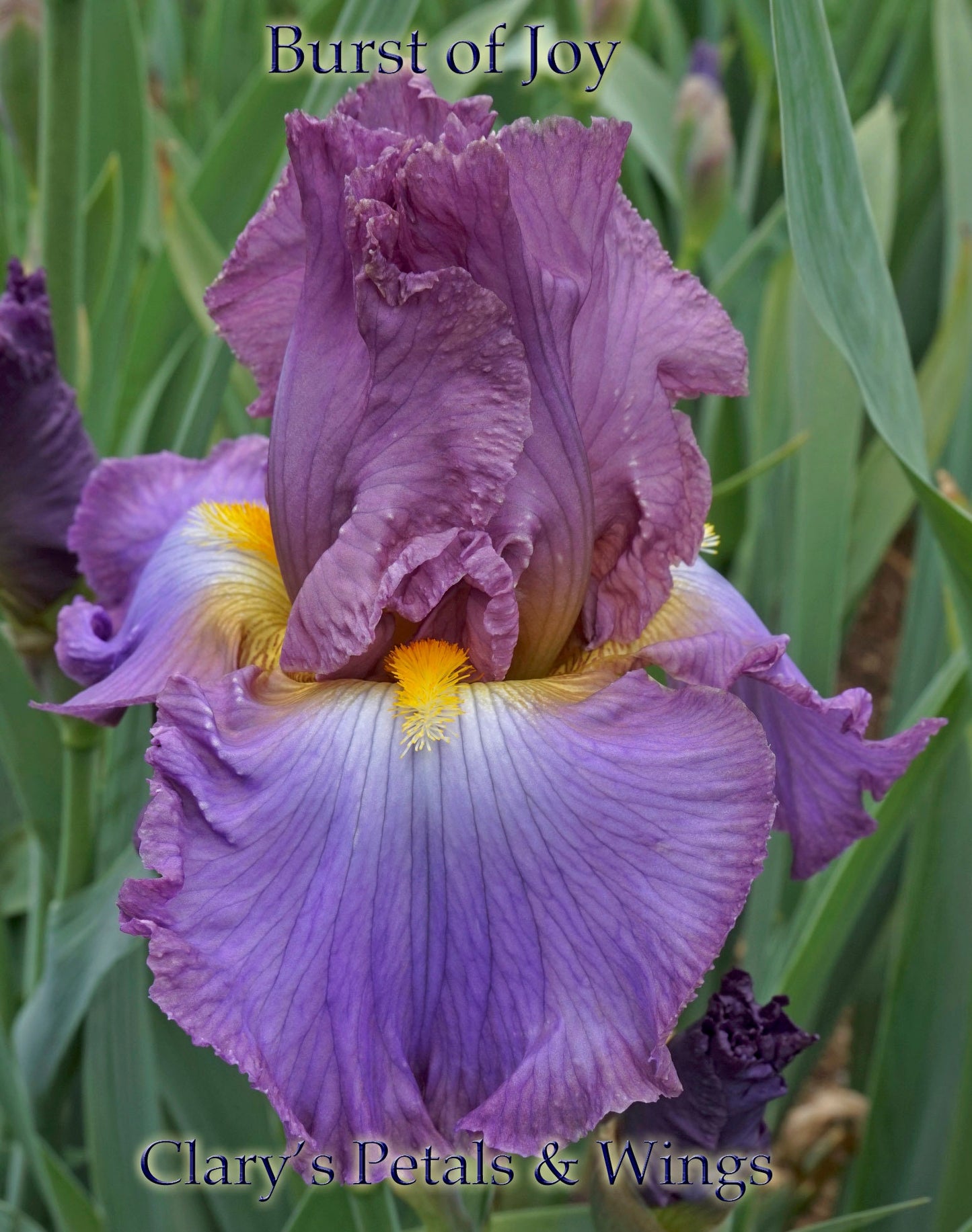 BURST OF JOY - 2010 - TB