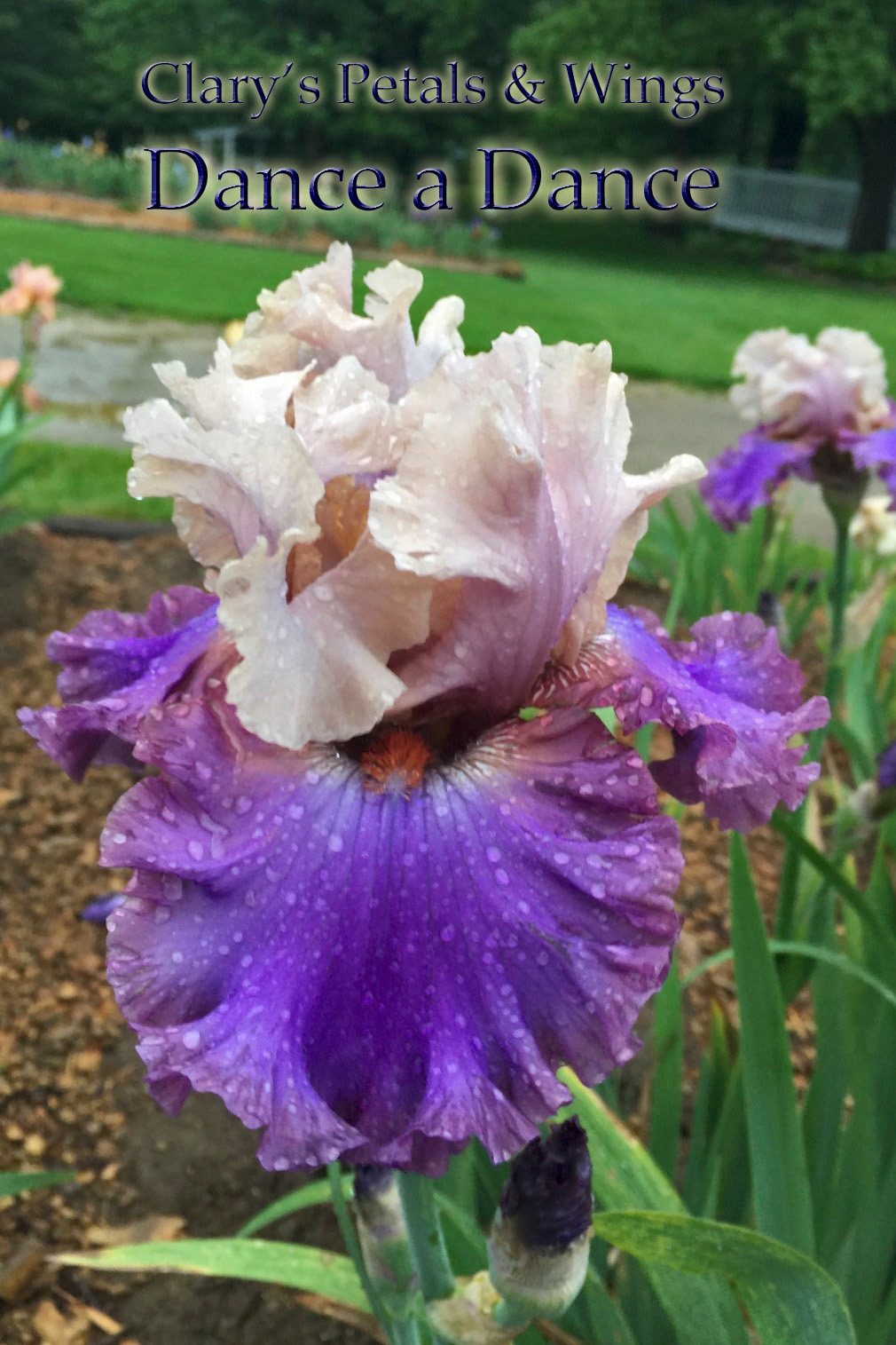 DANCE A DANCE - 2011 - TB