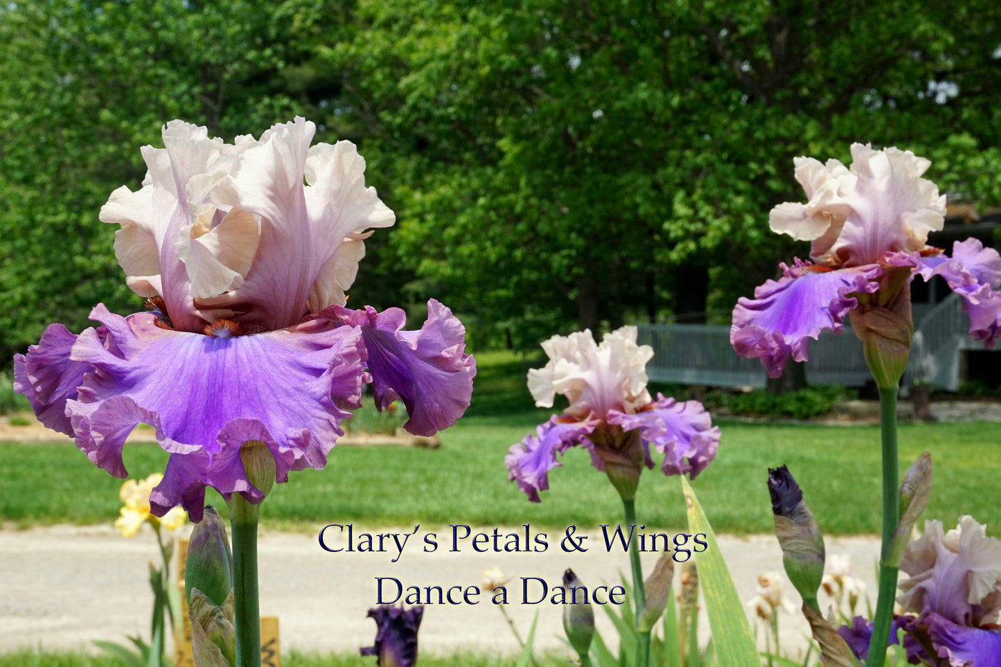 DANCE A DANCE - 2011 - TB