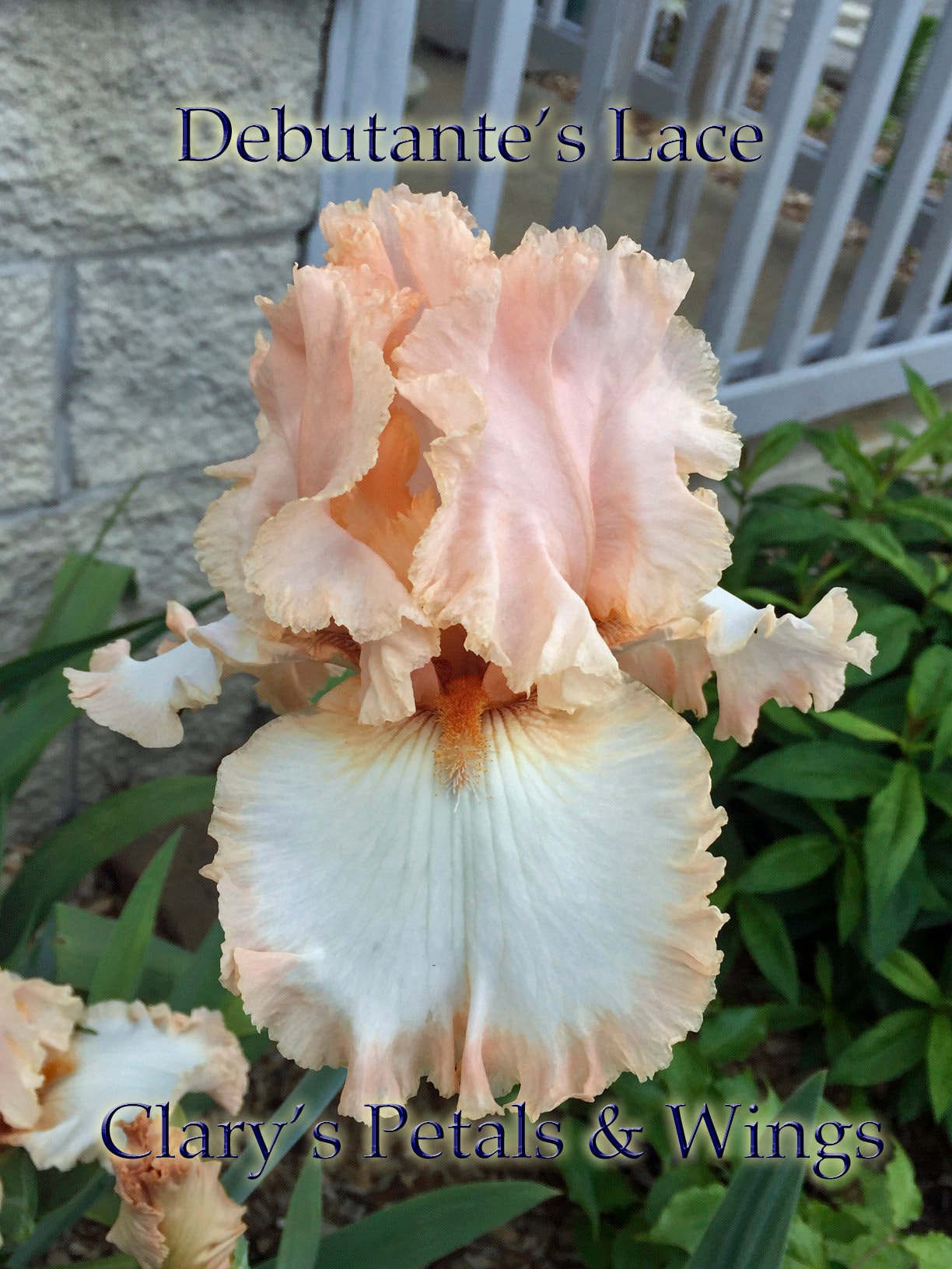 DEBUTANTE’S LACE - 2014 - TB - Fragrant