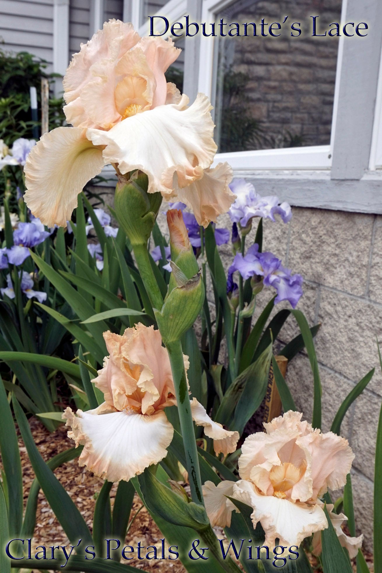 DEBUTANTE’S LACE - 2014 - TB - Fragrant