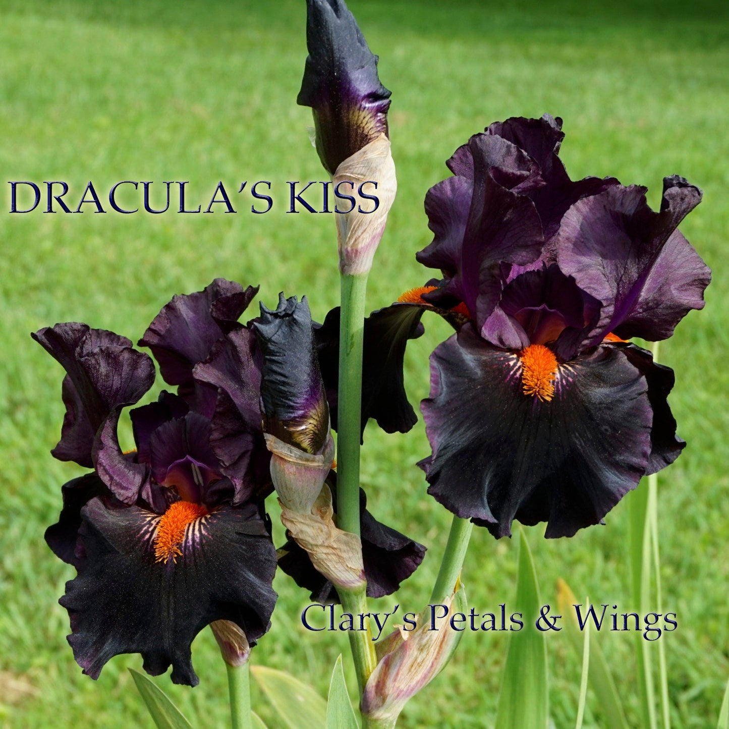 DRACULA’S KISS - 2009 - TB