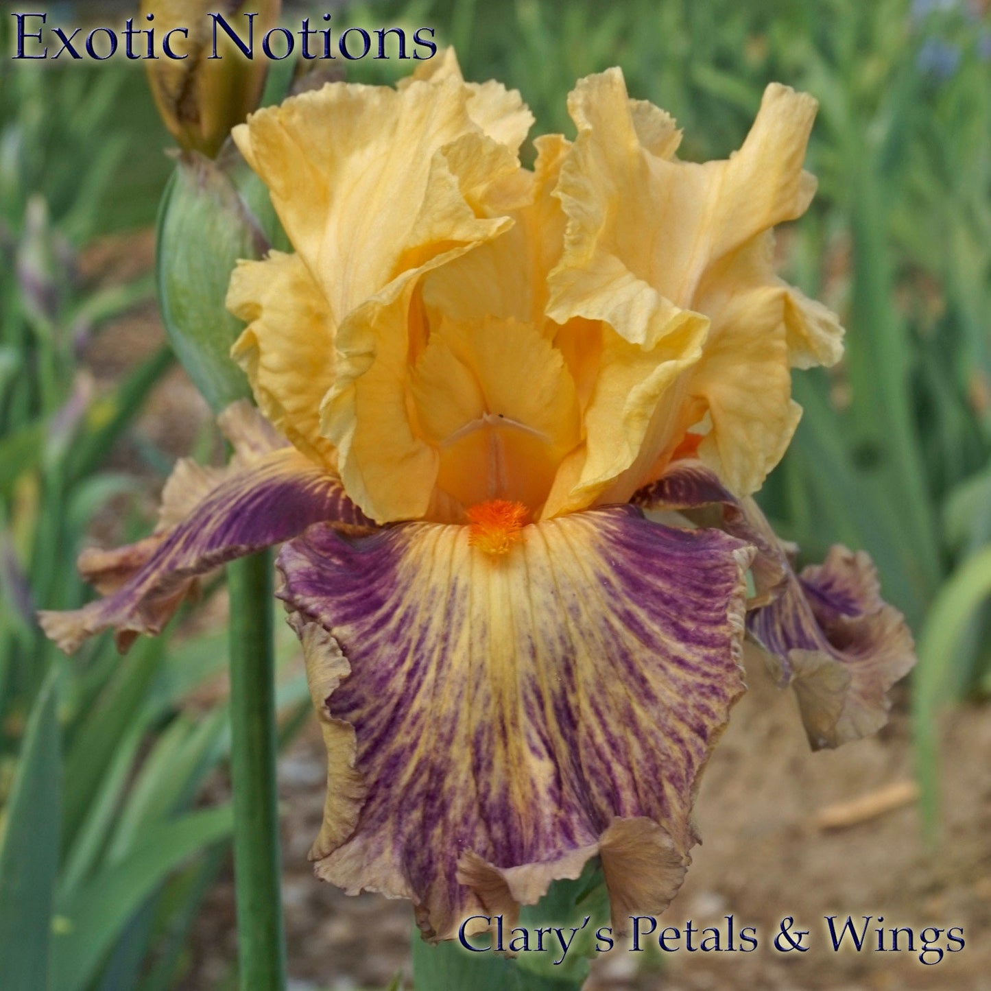 EXOTIC NOTIONS - 2011 - TB - Reblooming