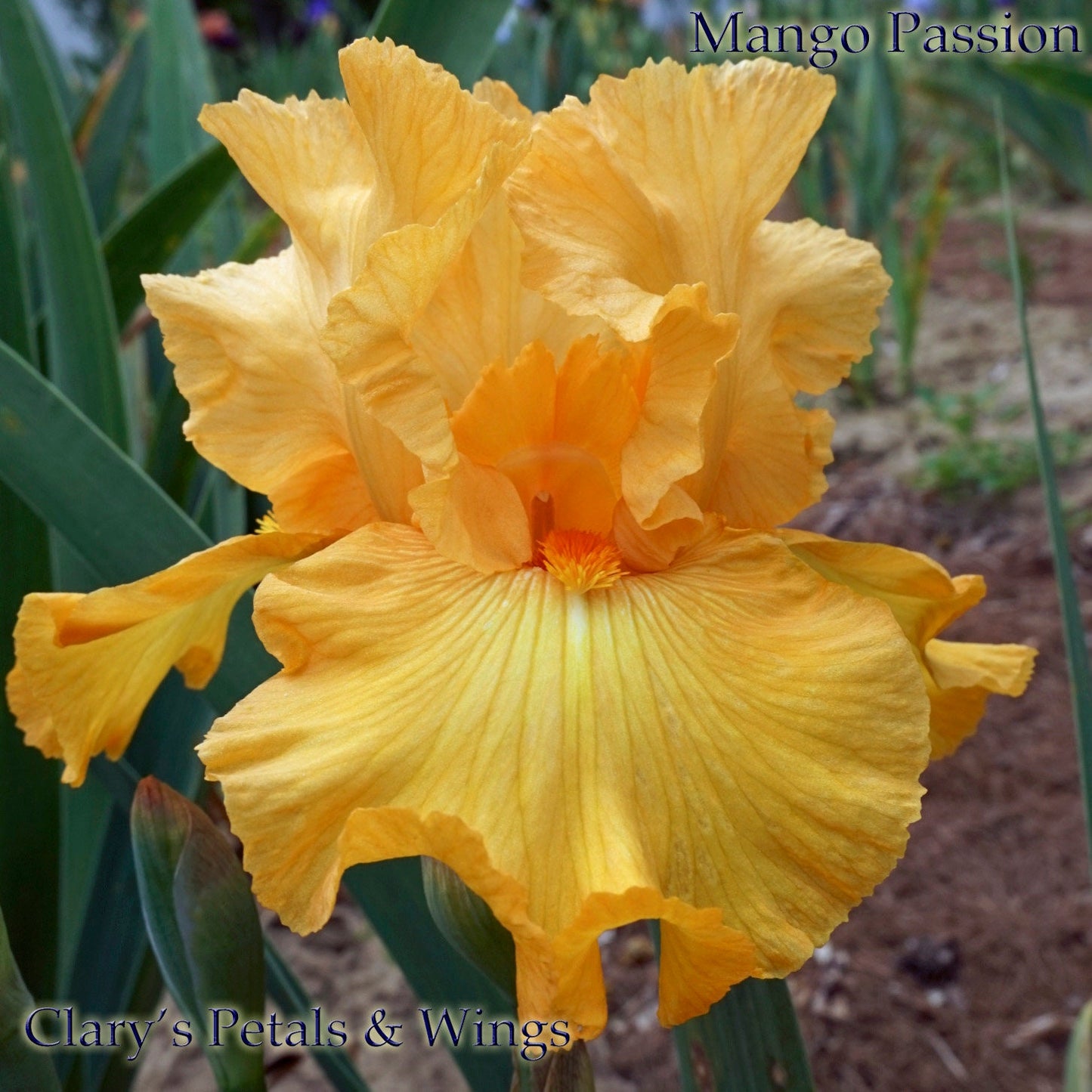 MANGO PASSION - 2005 TB-Fragrant