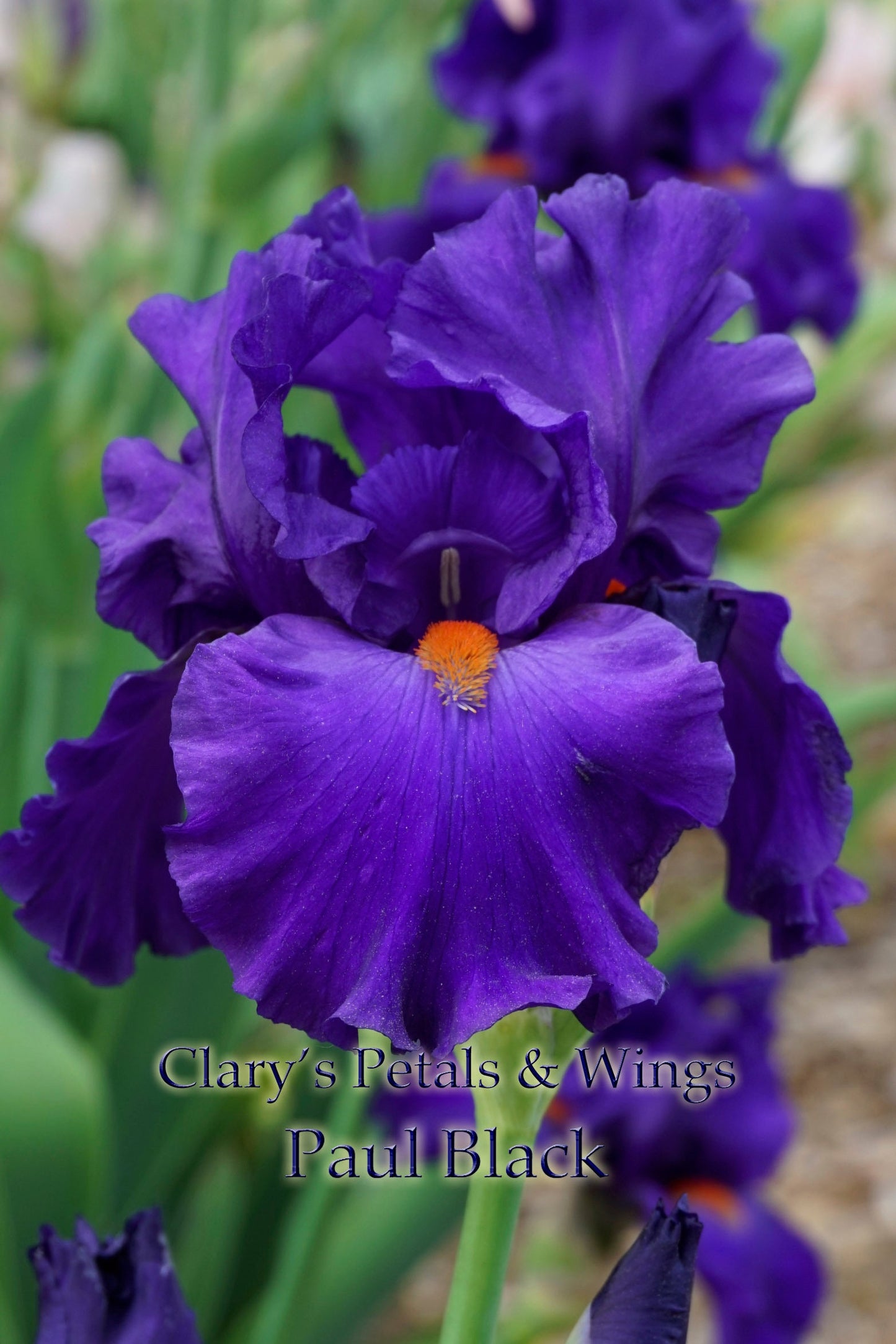 PAUL BLACK 2003  TB-Fragrant