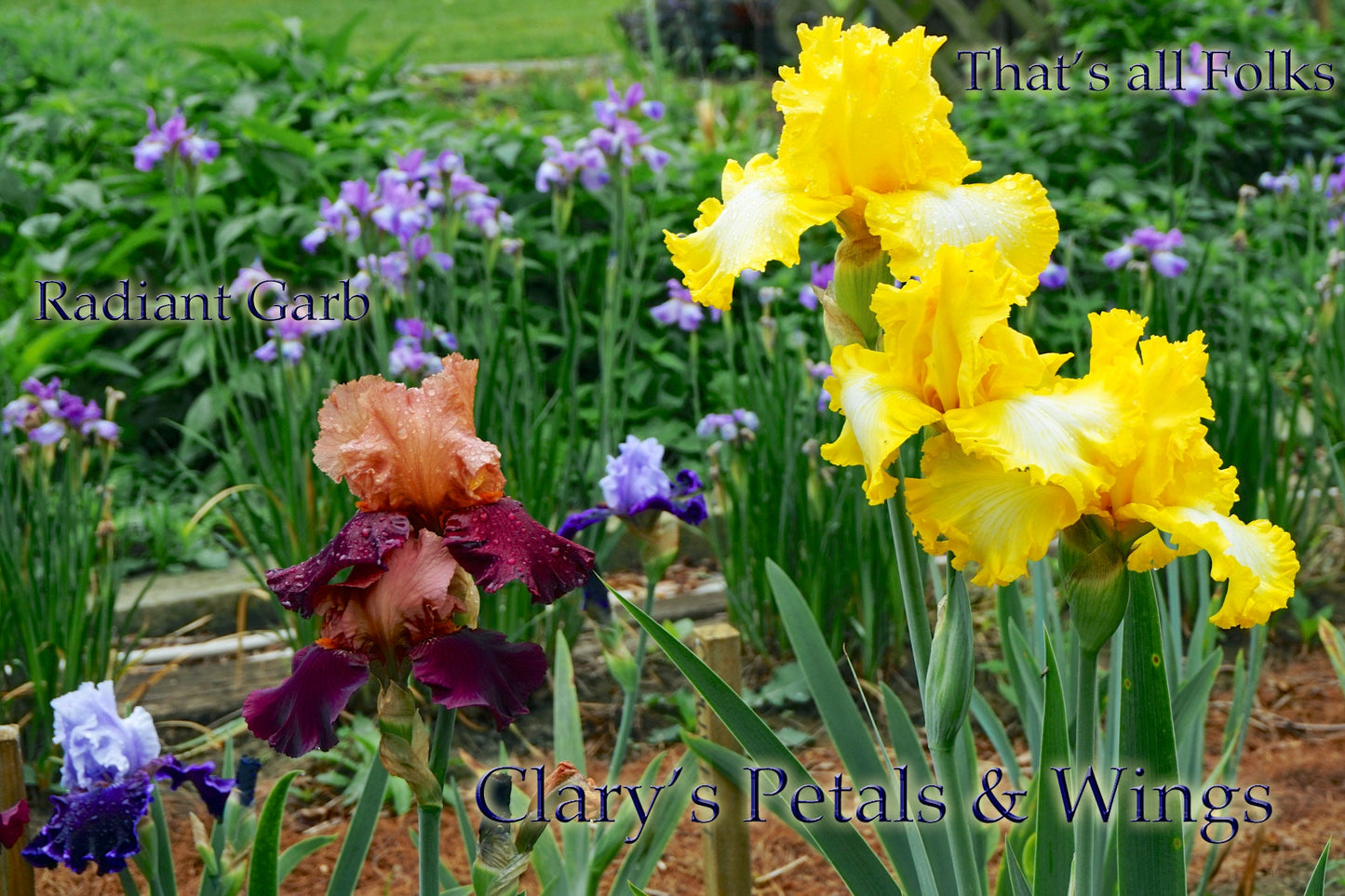 RADIANT GARB 2010 TB