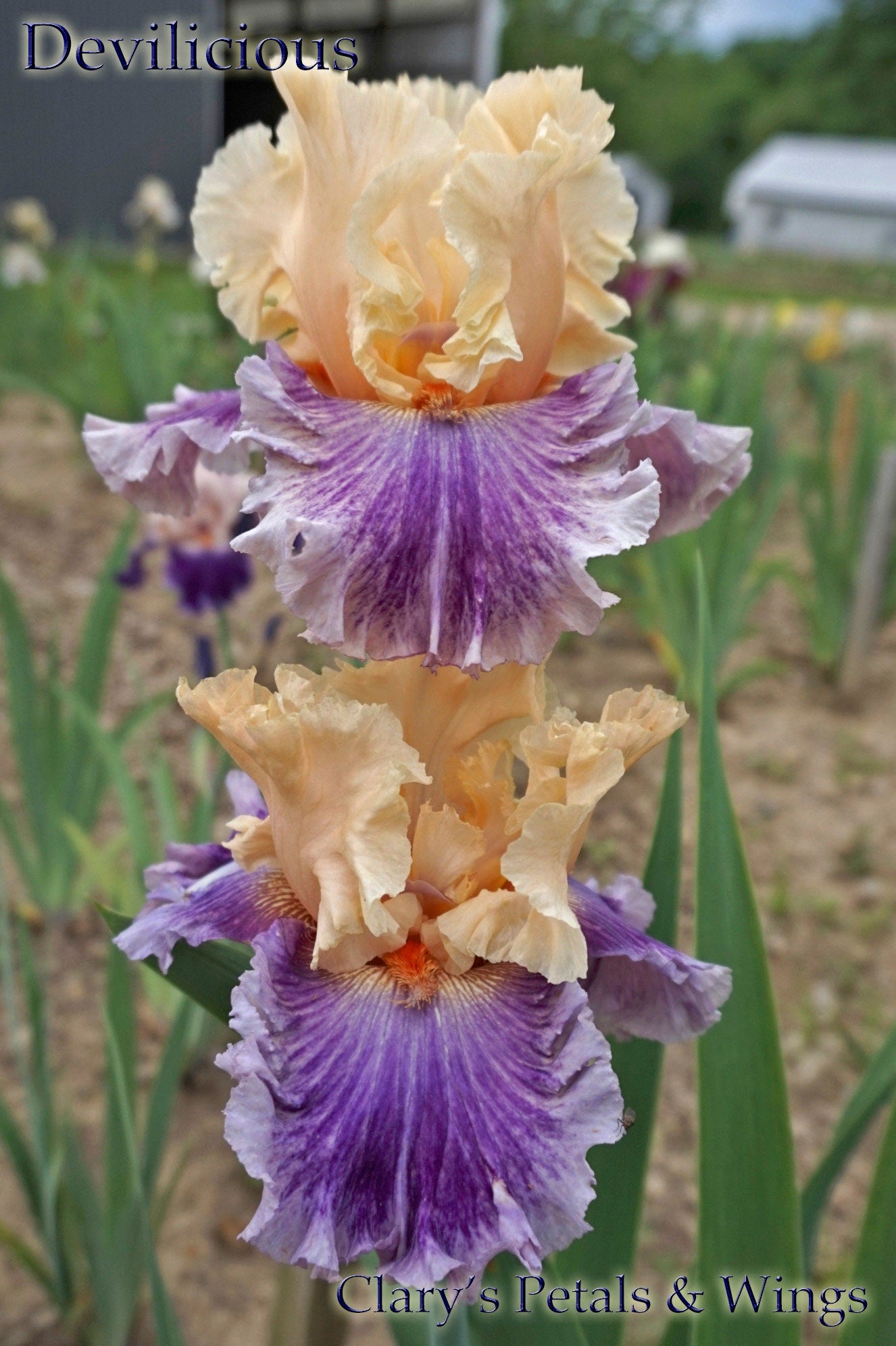 DEVILICIOUS - 2010 - TB