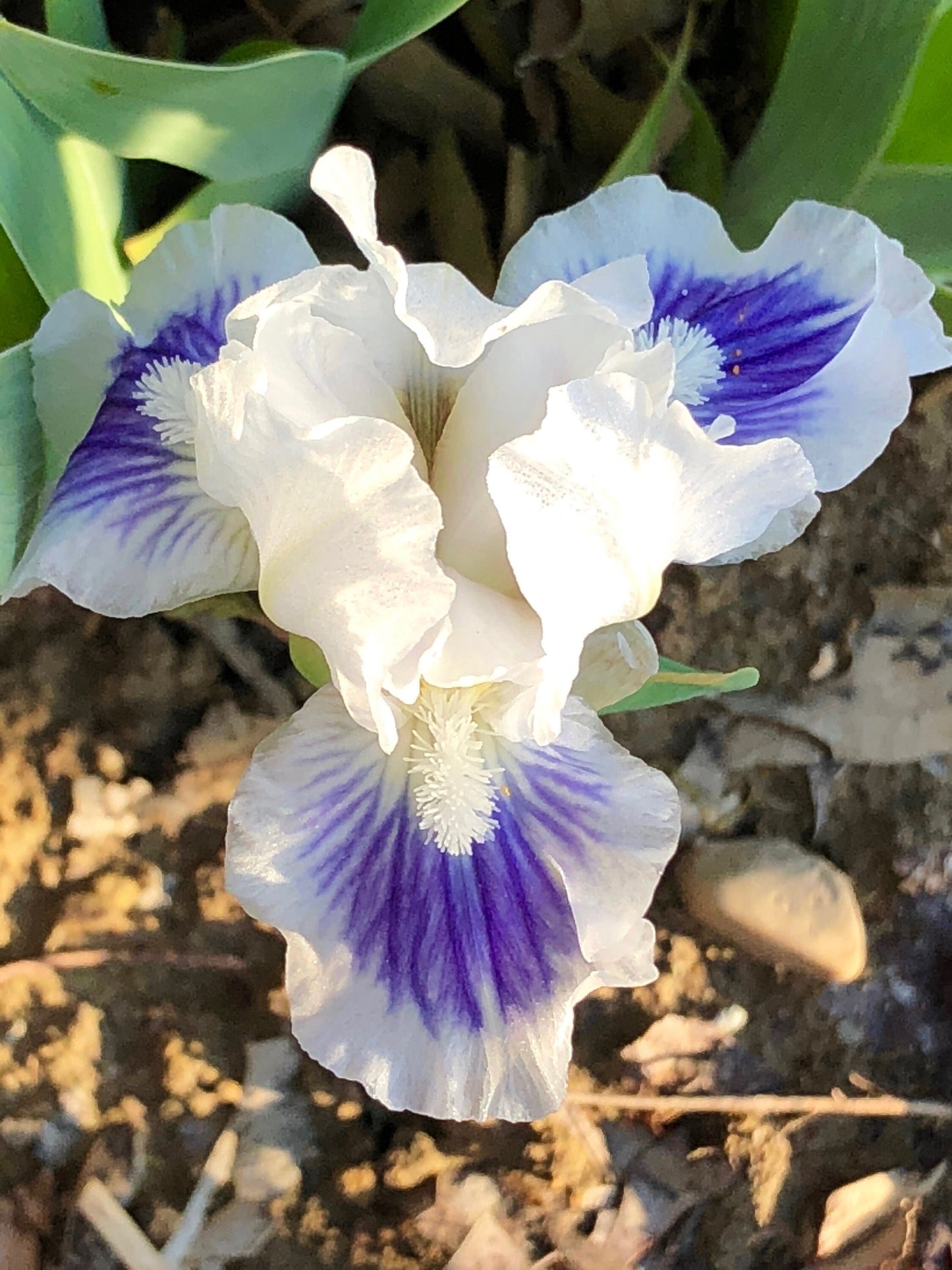 OPEN YOUR EYES  2010 SDB-Fragrant