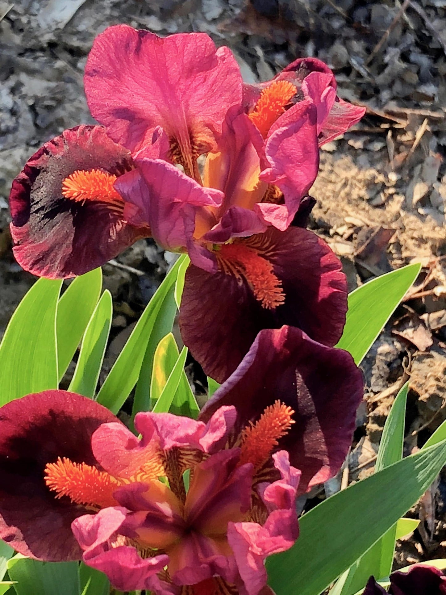 OUTSPOKEN 2011 SDB-Fragrant