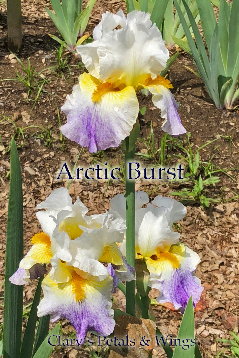 ARCTIC BURST - 2008 - TB - Fragrant