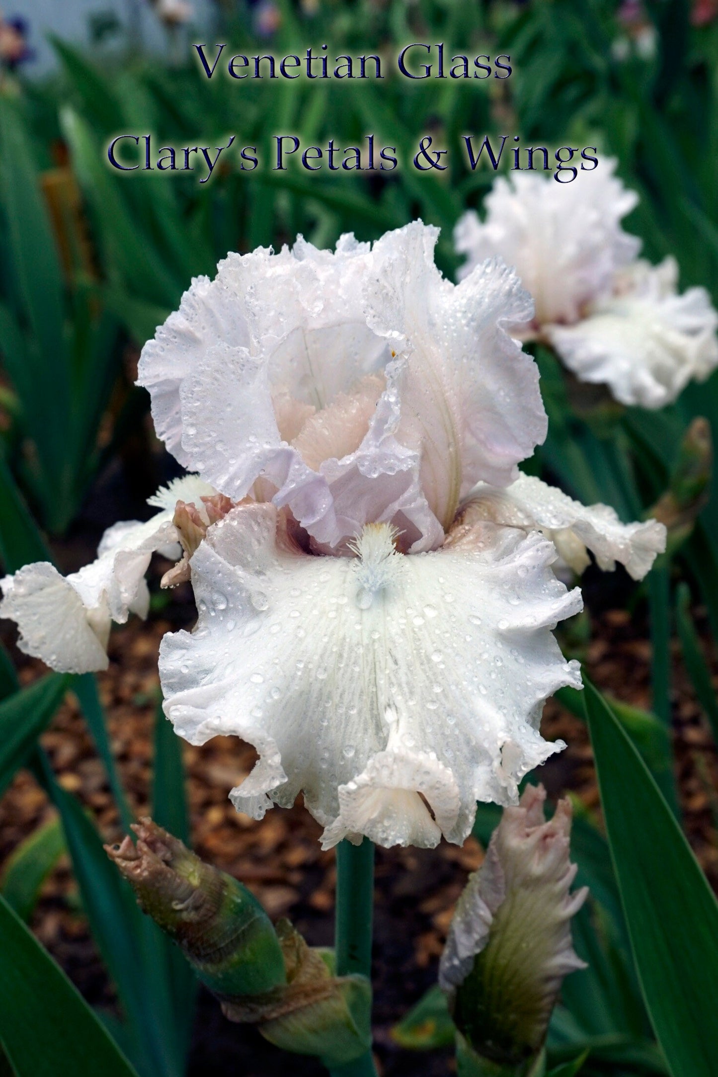 VENETIAN GLASS - 2003 - TB