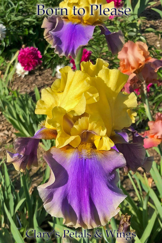 BORN TO PLEASE - 2005 - TB - Fragrant